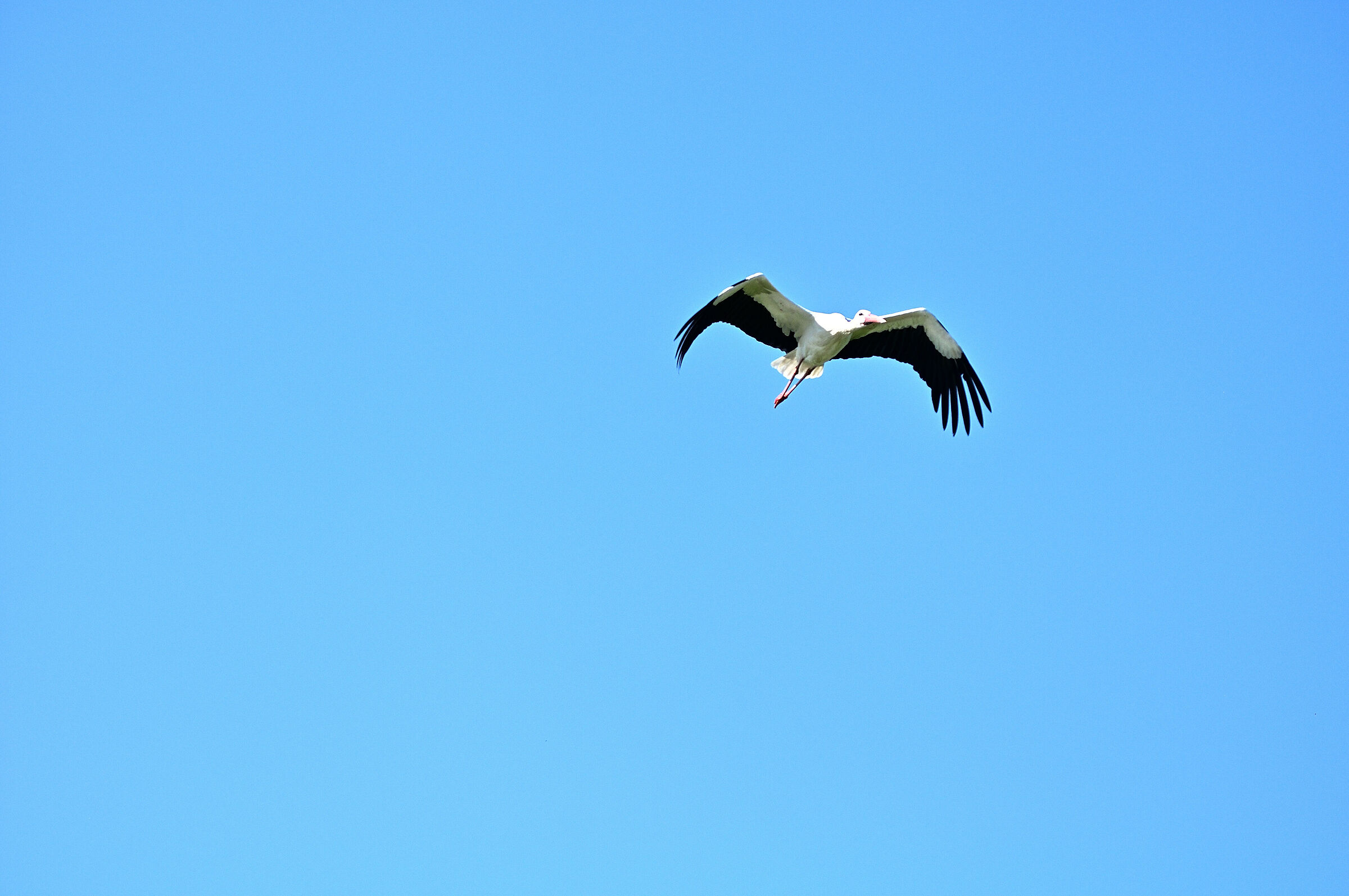 Centro Cicogne Racconigi....