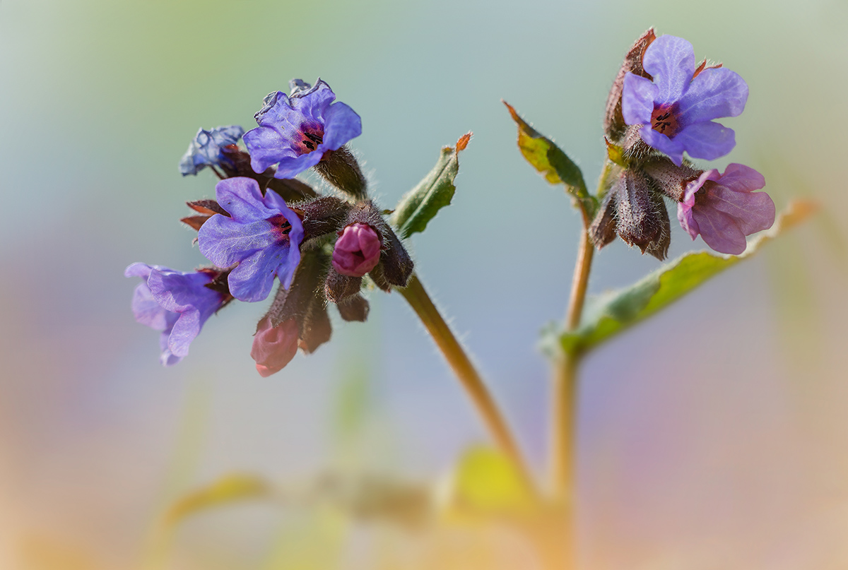 Pulmonaria officinalis