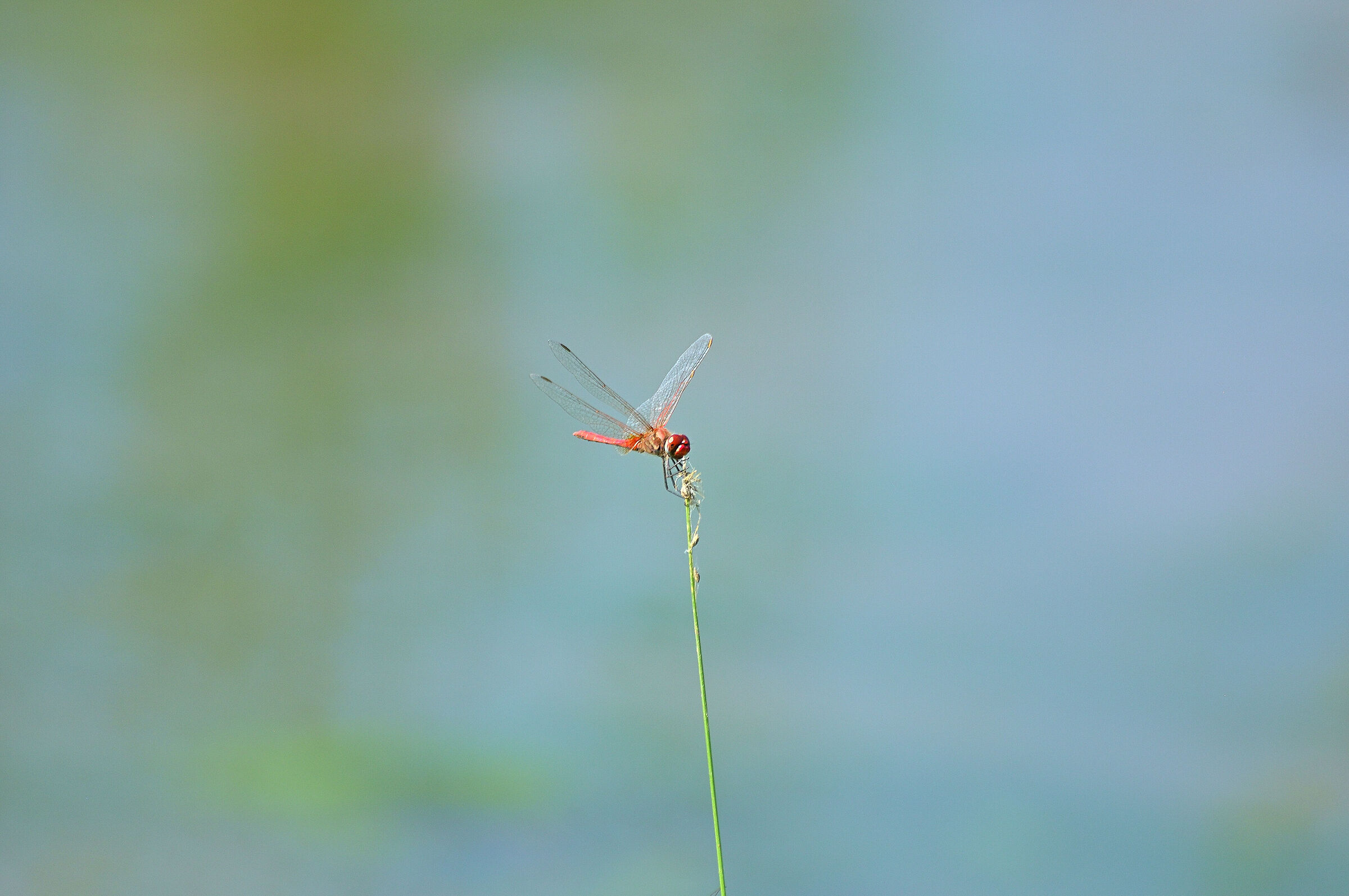Racconigi Storks Center....