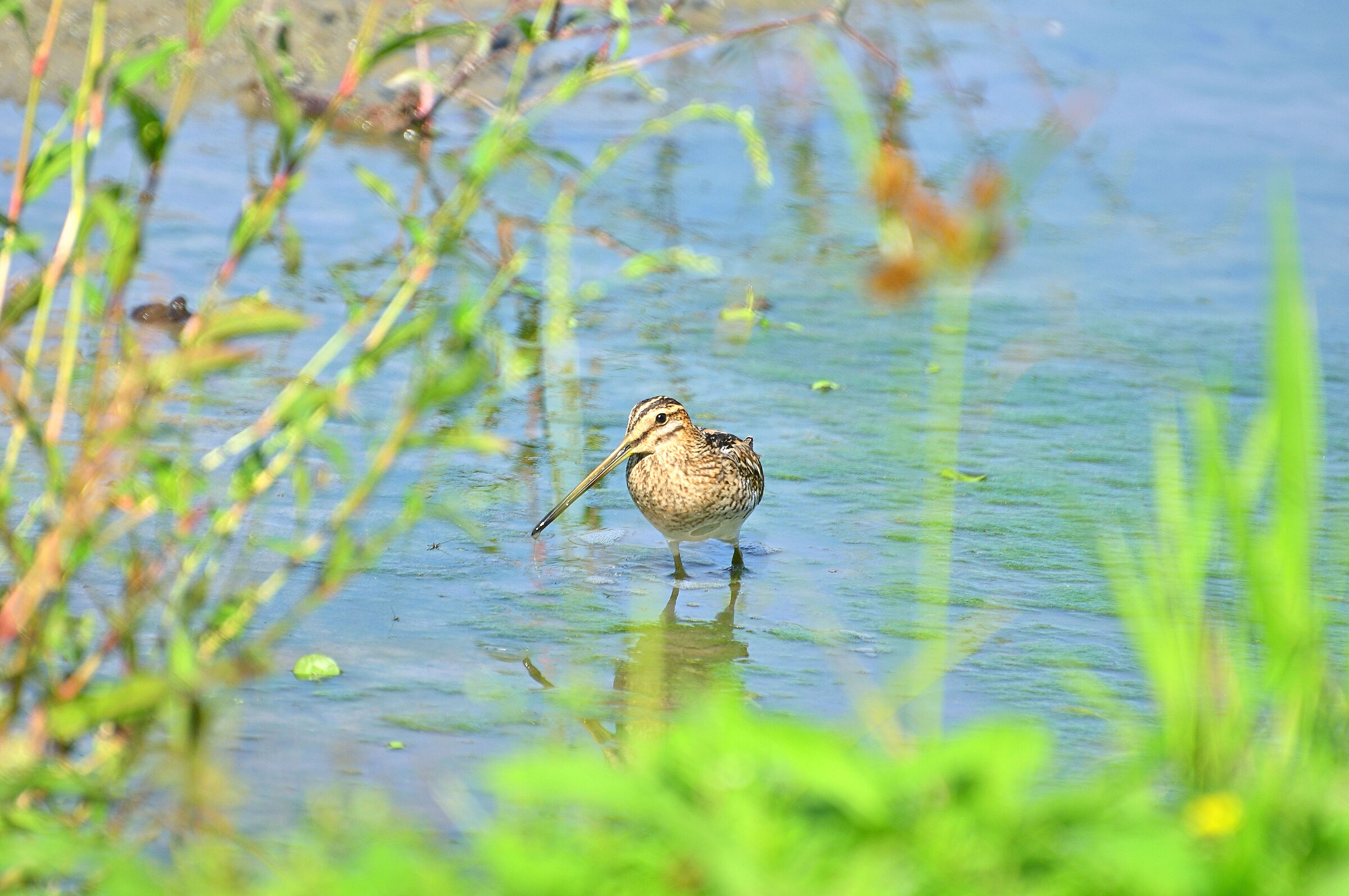 Centro Cicogne Racconigi....