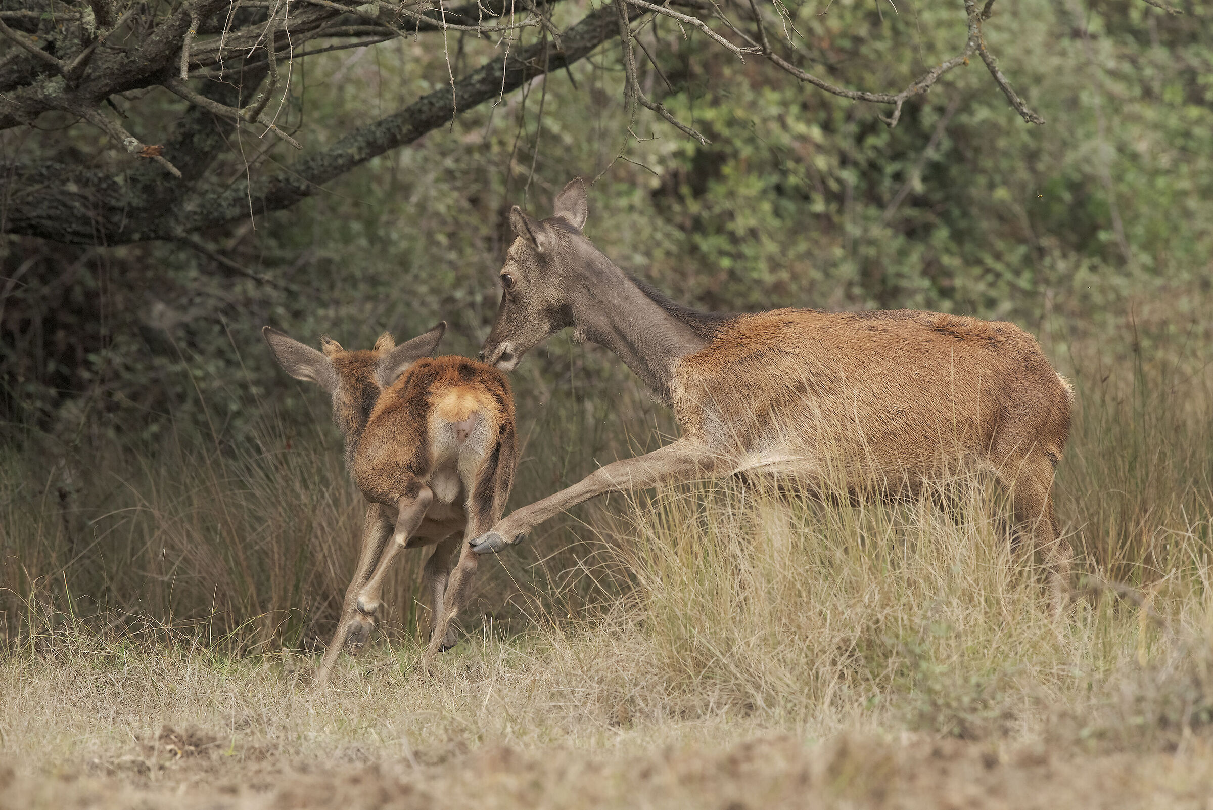 sistemi educativi tradizionali
