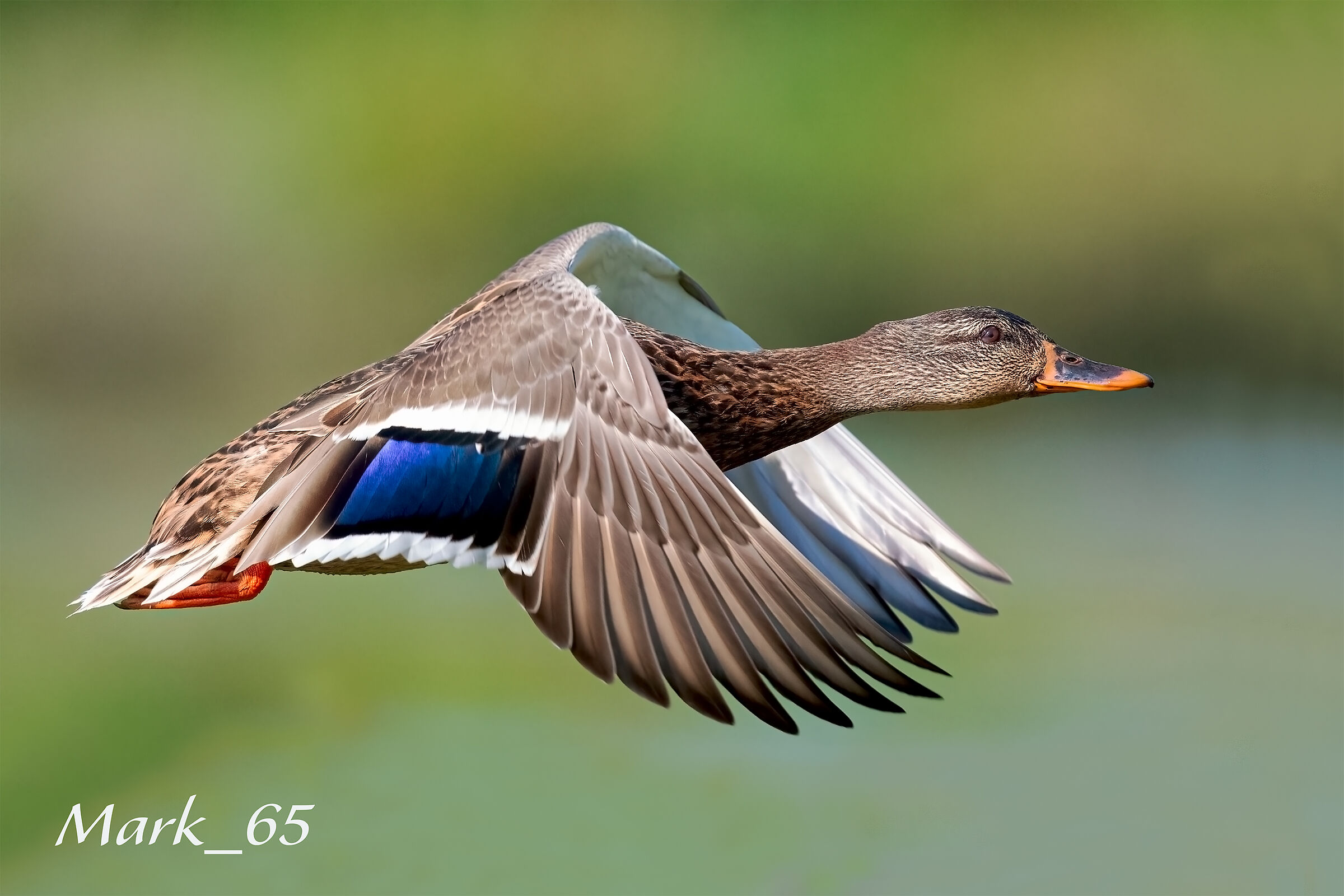 mallard