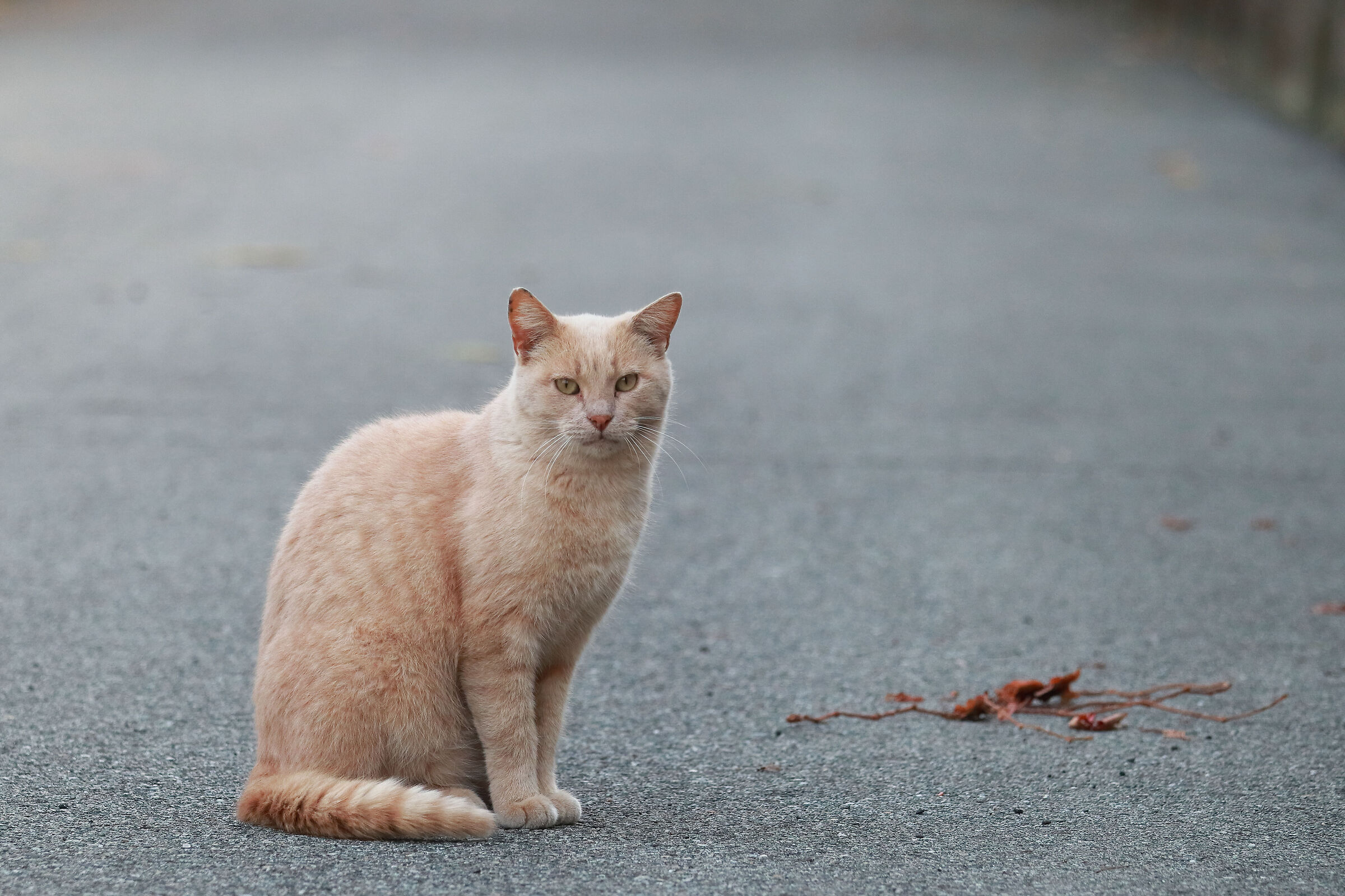 Cat Randagio Laid
