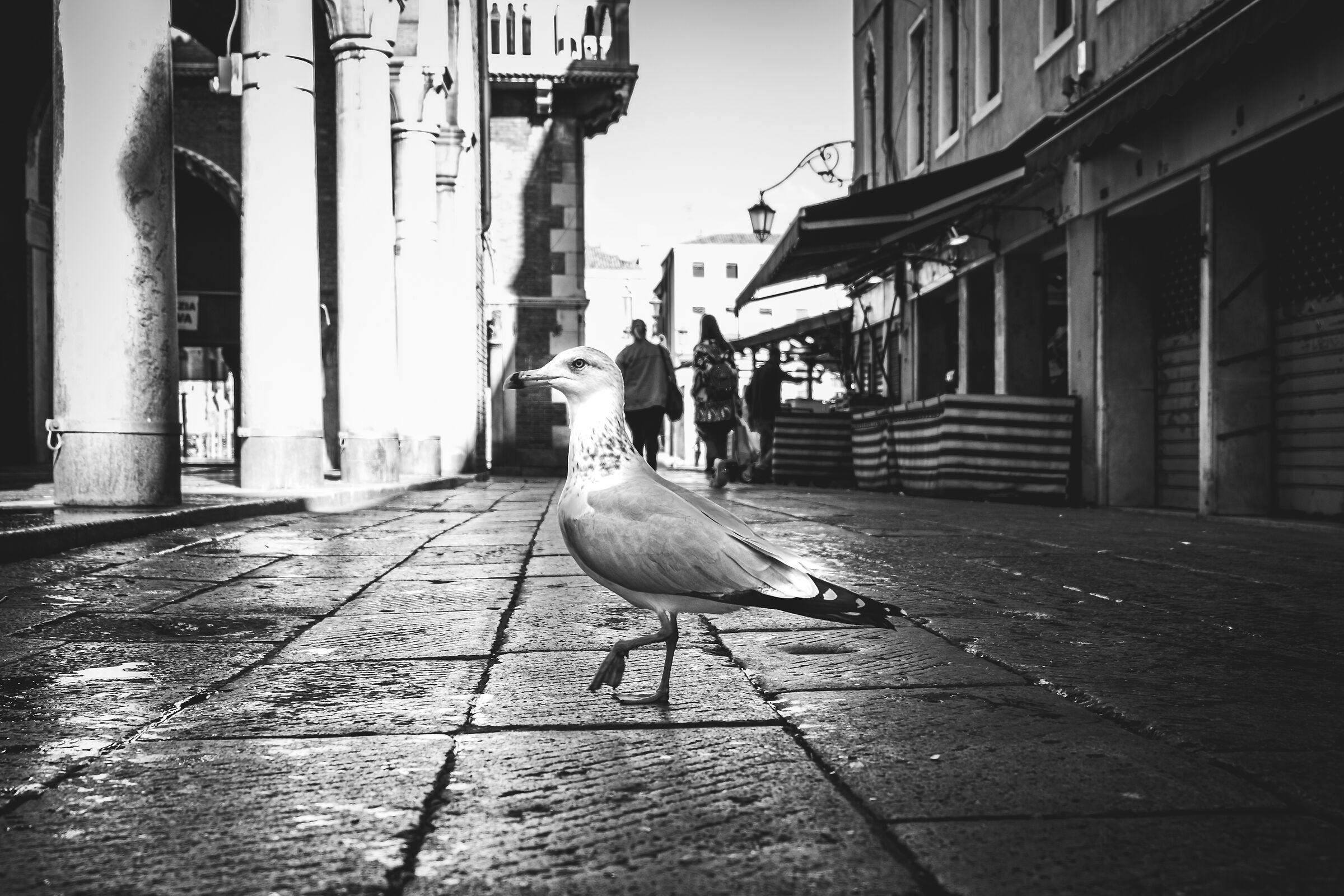 Gull