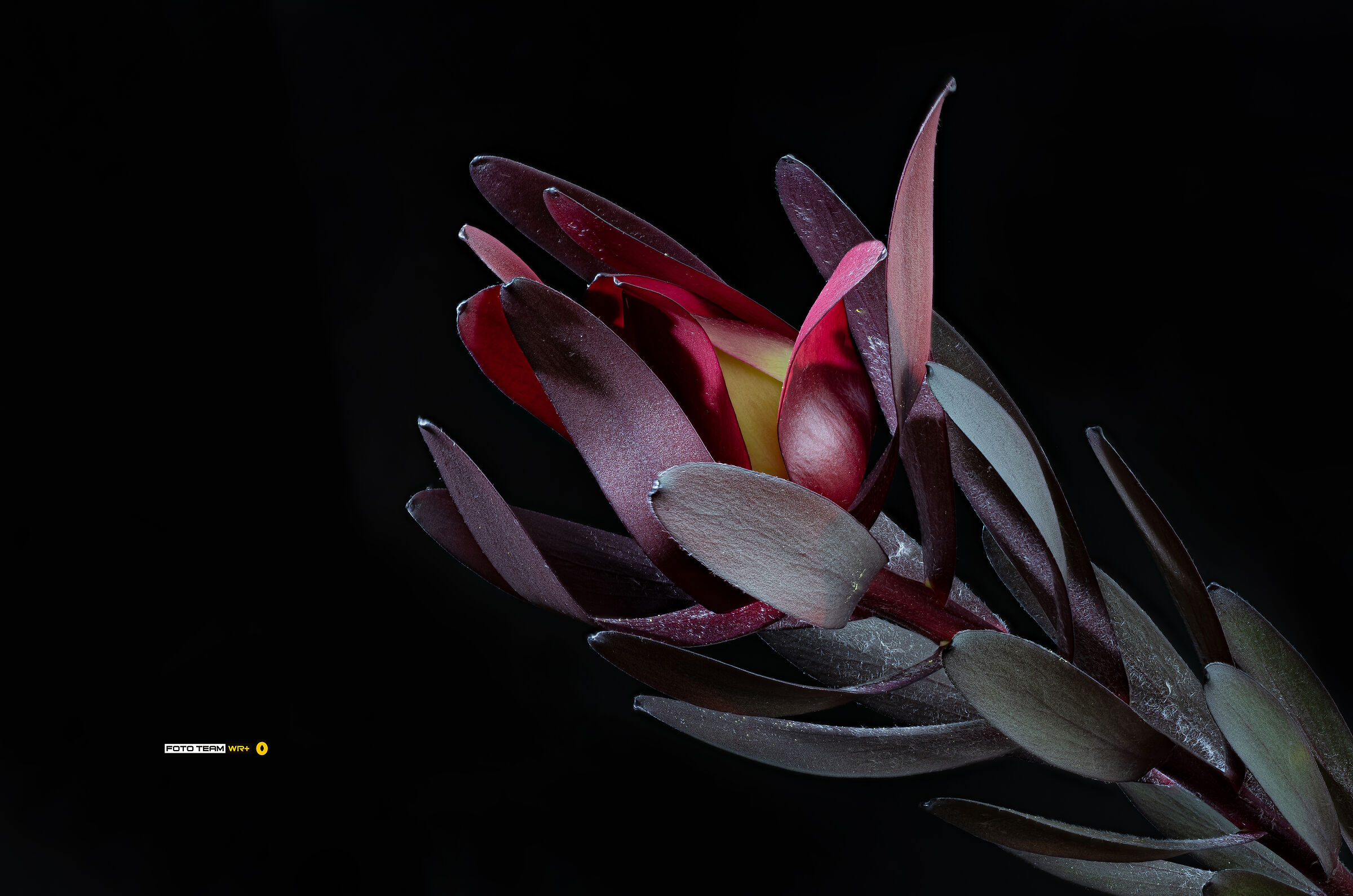 Leucadendron