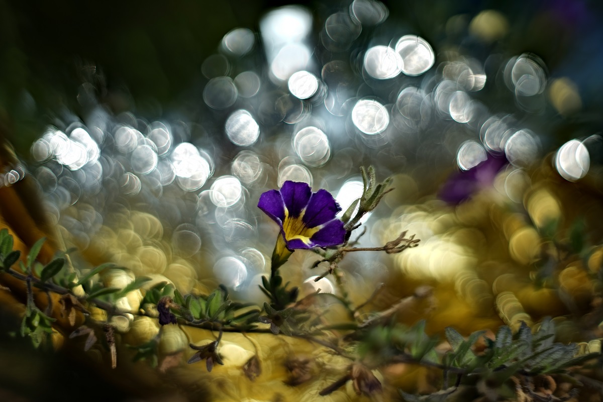 vintage bokeh