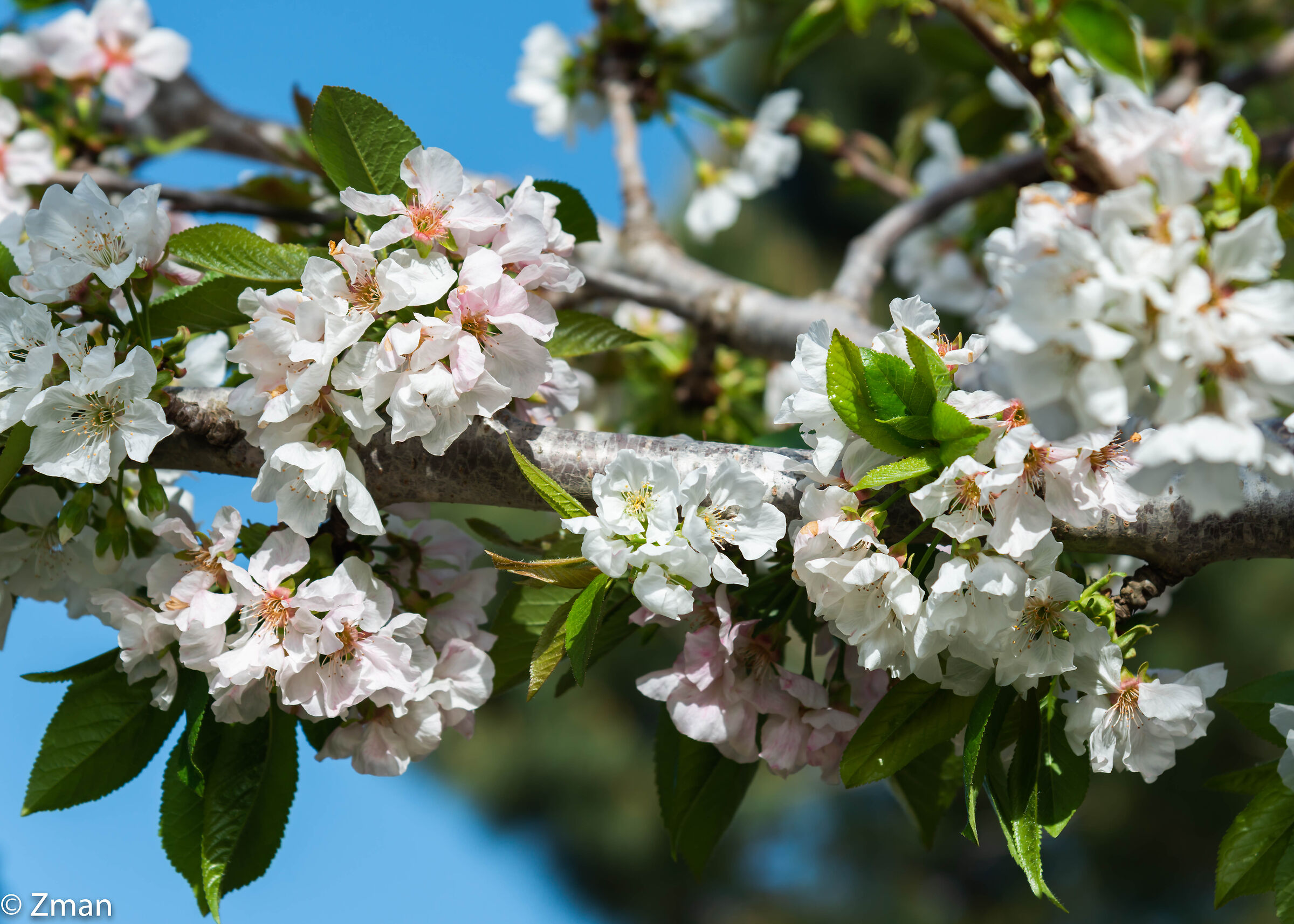 Cherry Bloom