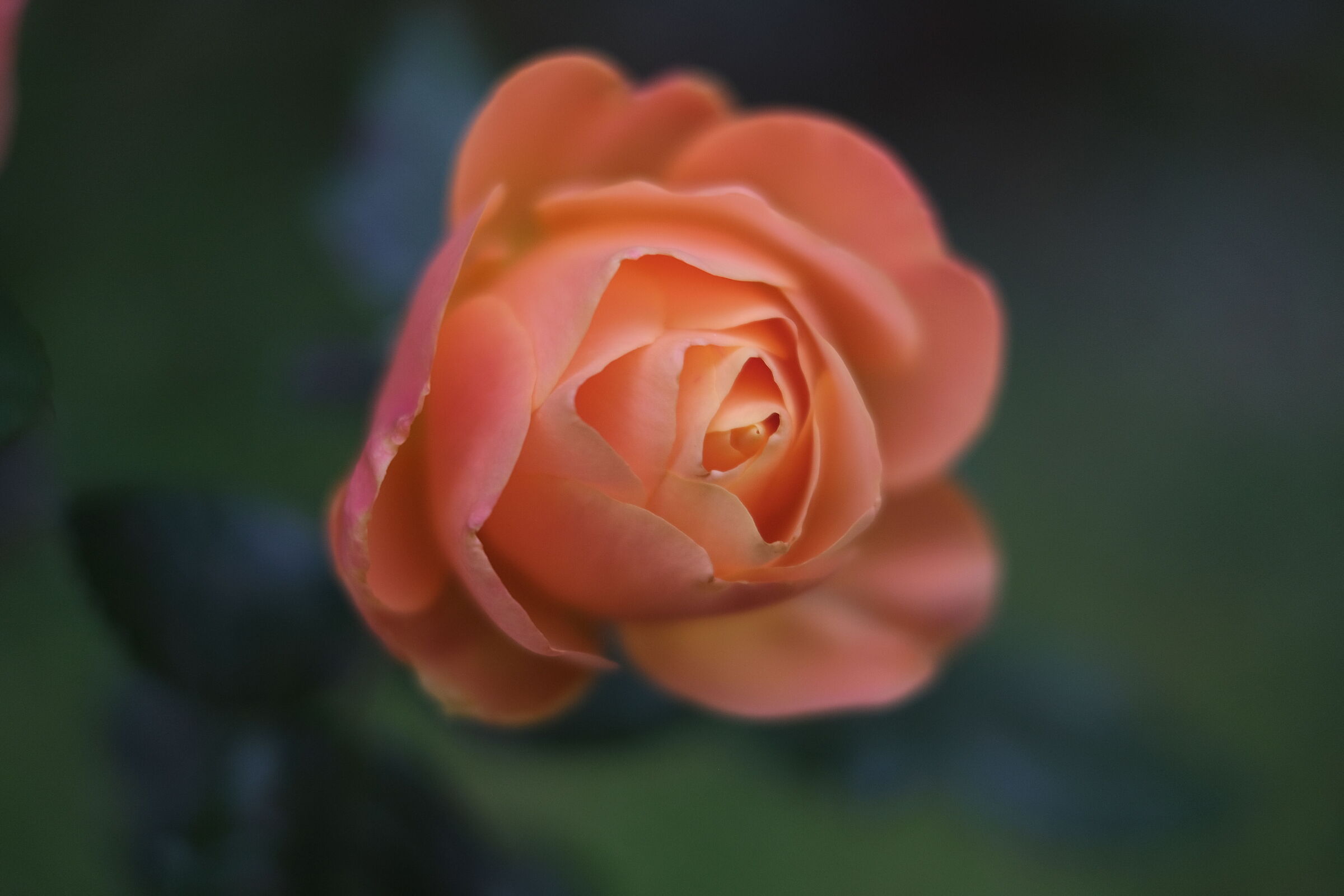 directly from our garden