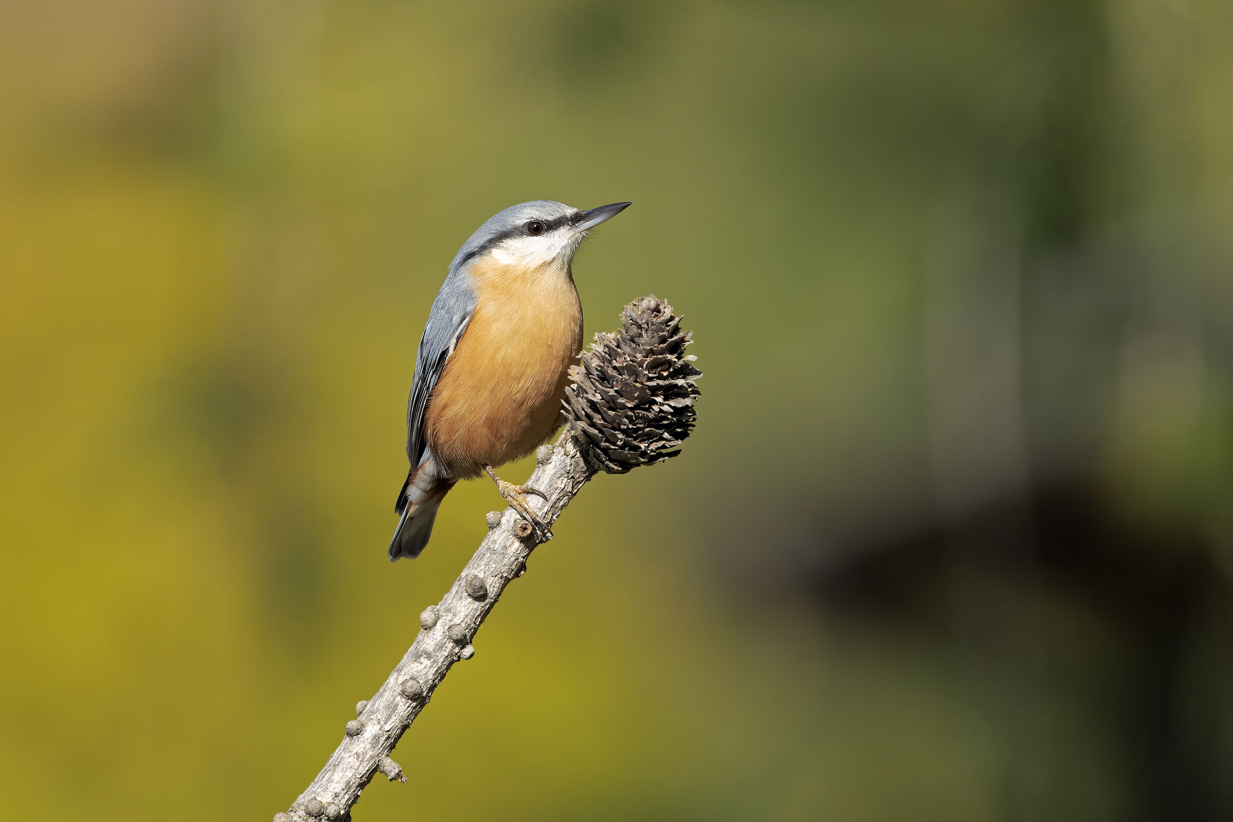Il Muratore e la pigna.