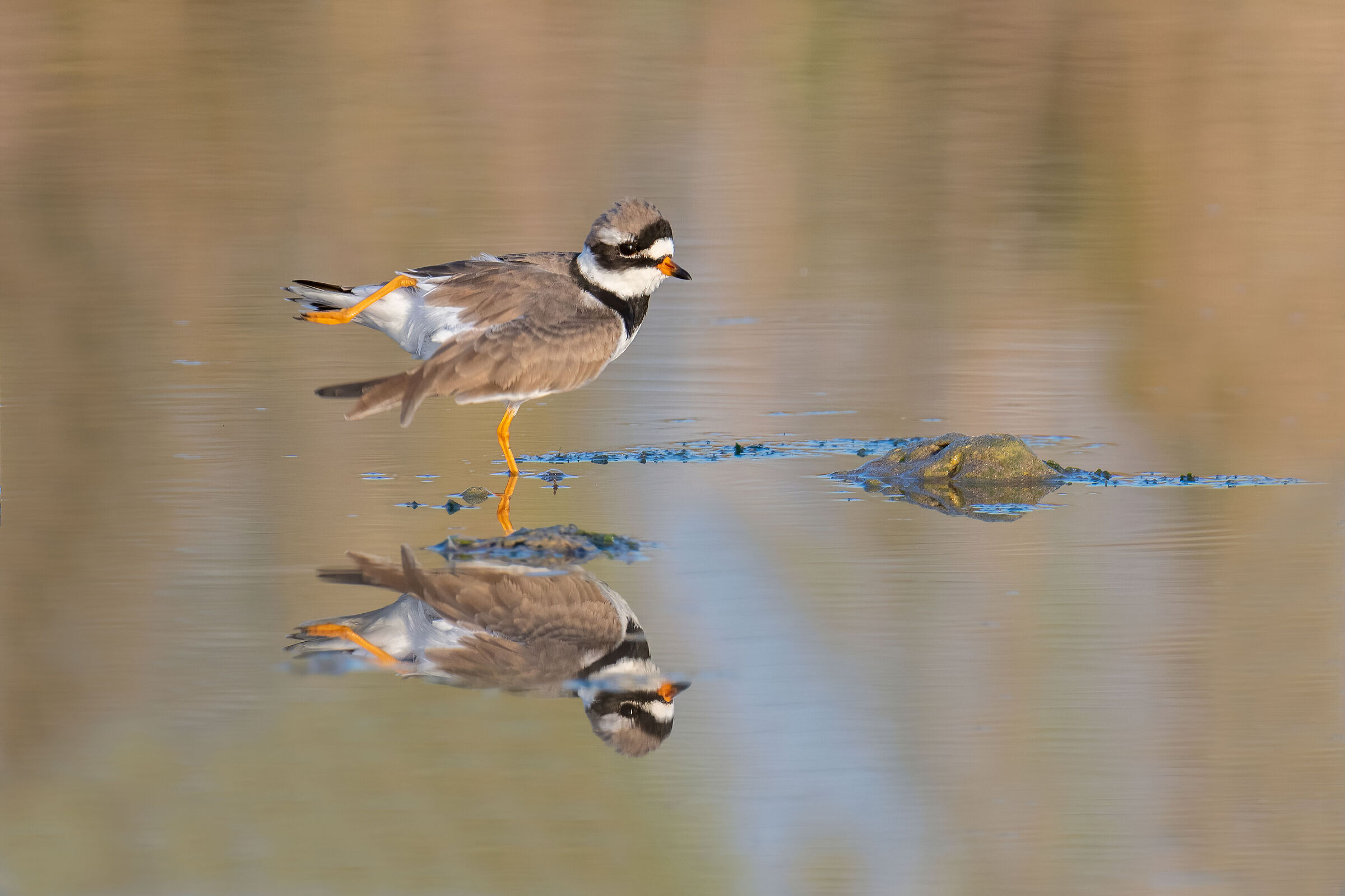 Corriere grosso e la sua Danza