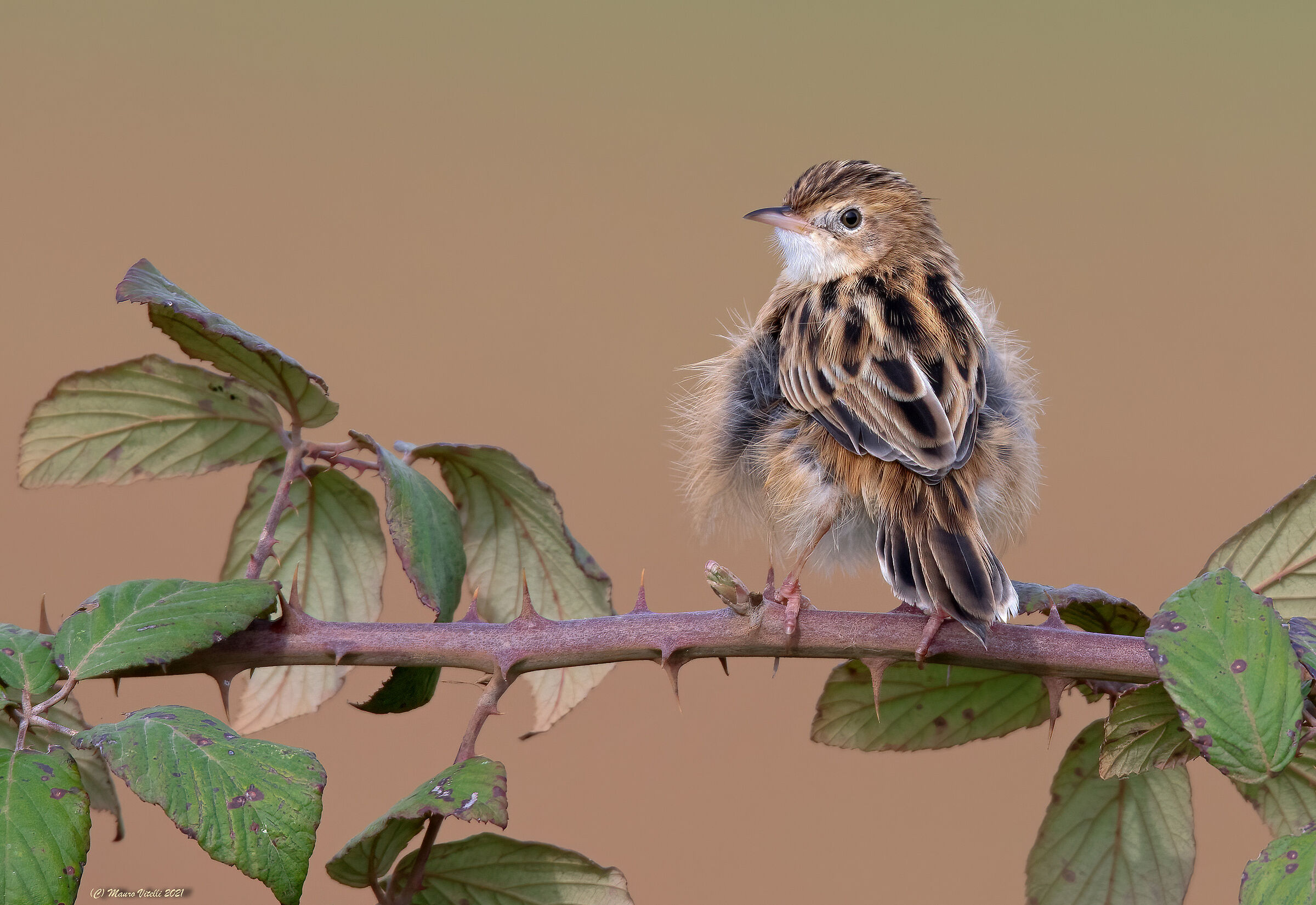Beaker (Cisticola juncidis)