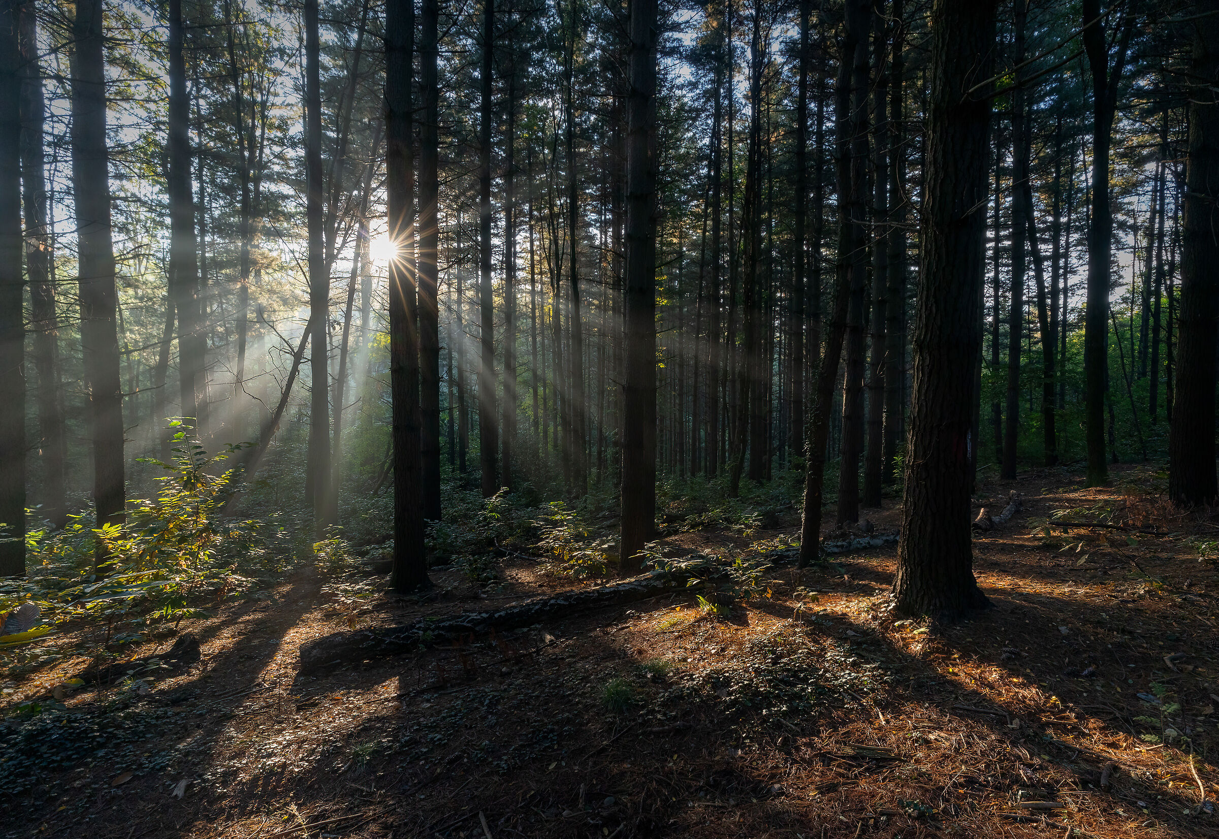 First light