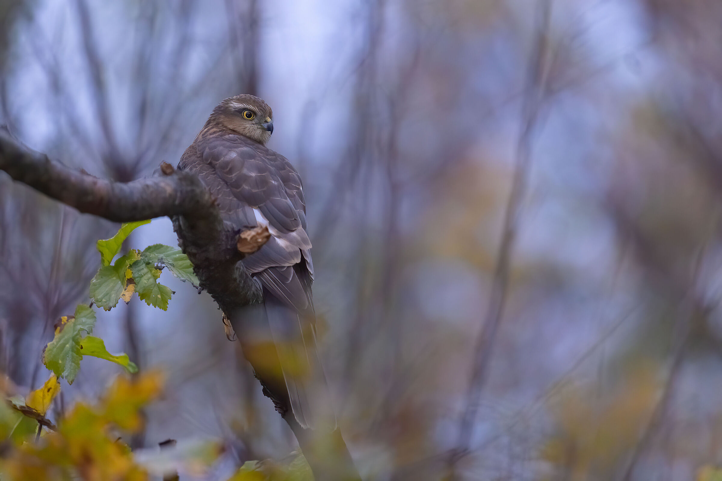 Sparviere &male; alle prime luci