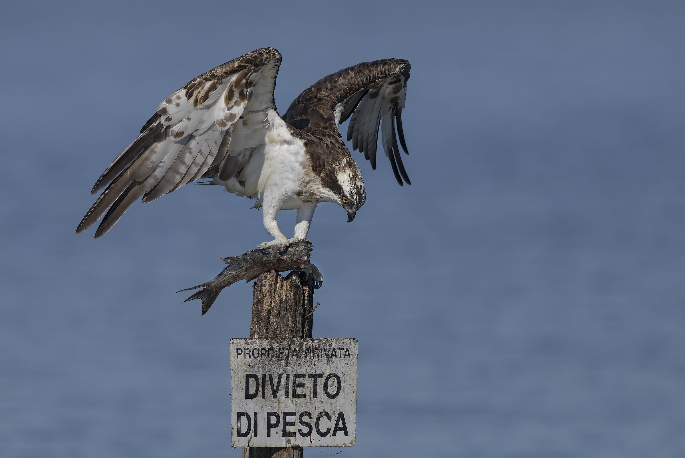 il solito...come al bar