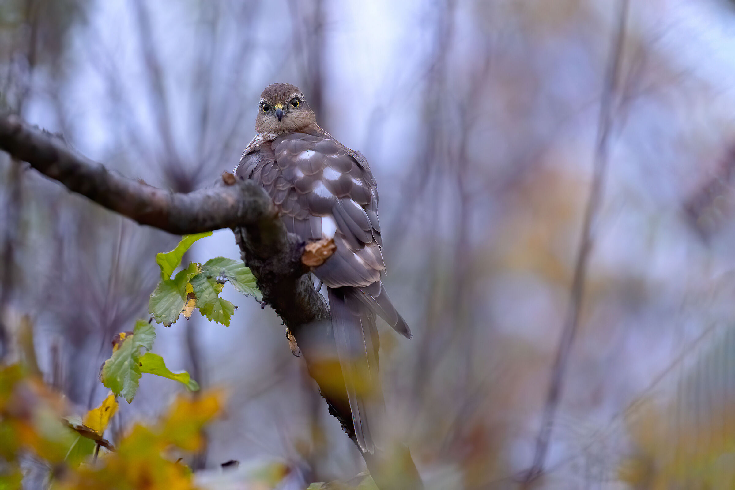Sparviere maschio &male; alle prime luci