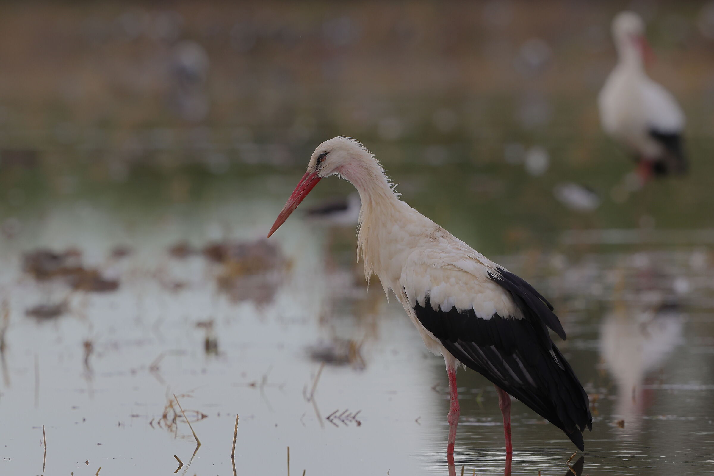 White stork
