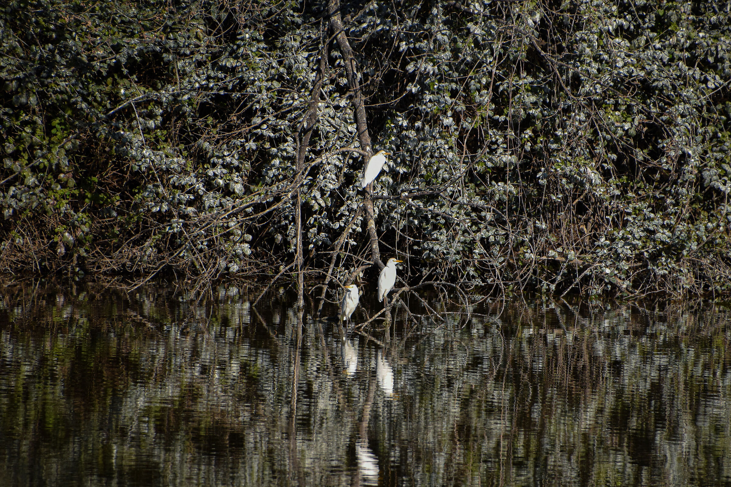 Guardabuoi in livrea estiva