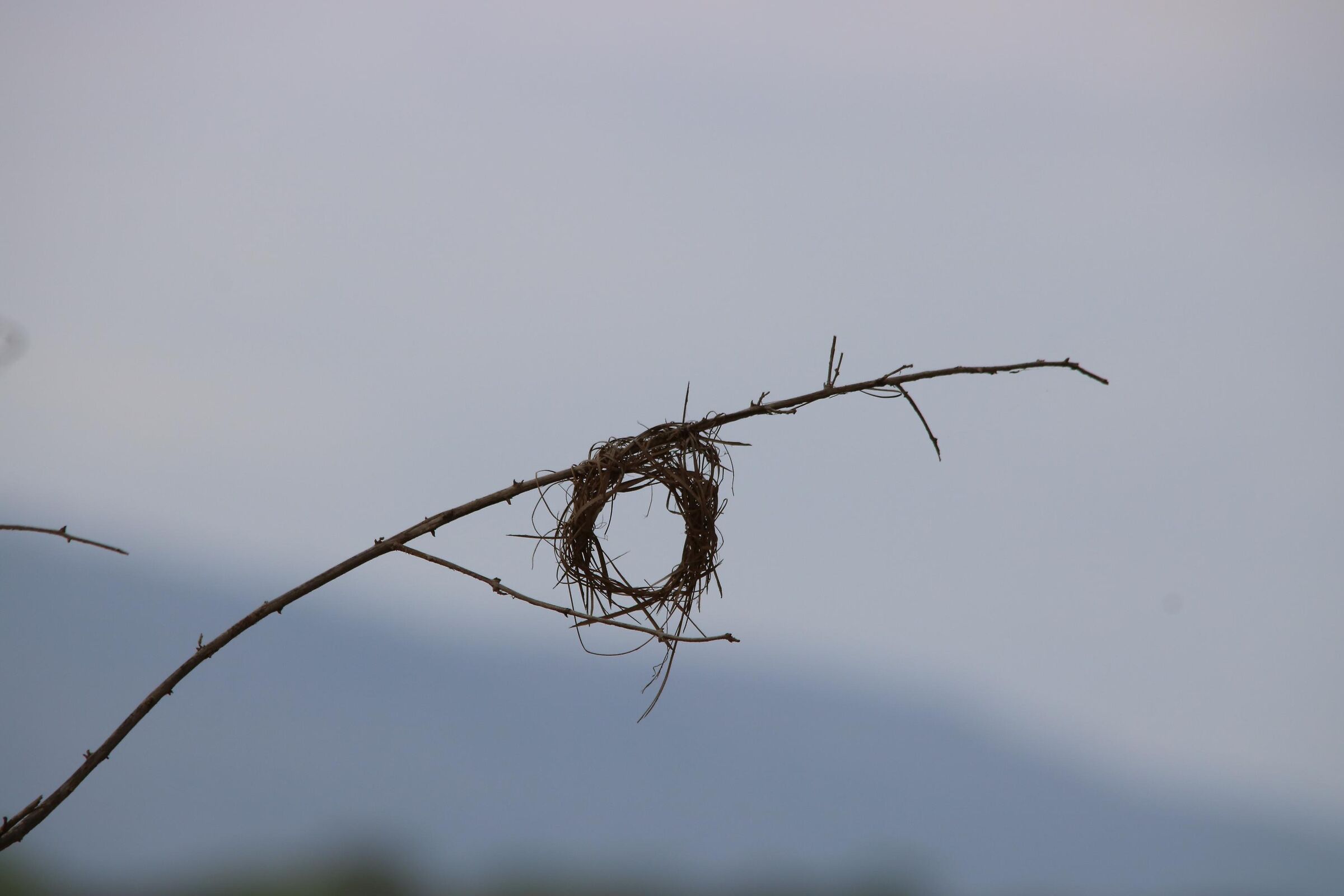 Someone flew over the nest ...