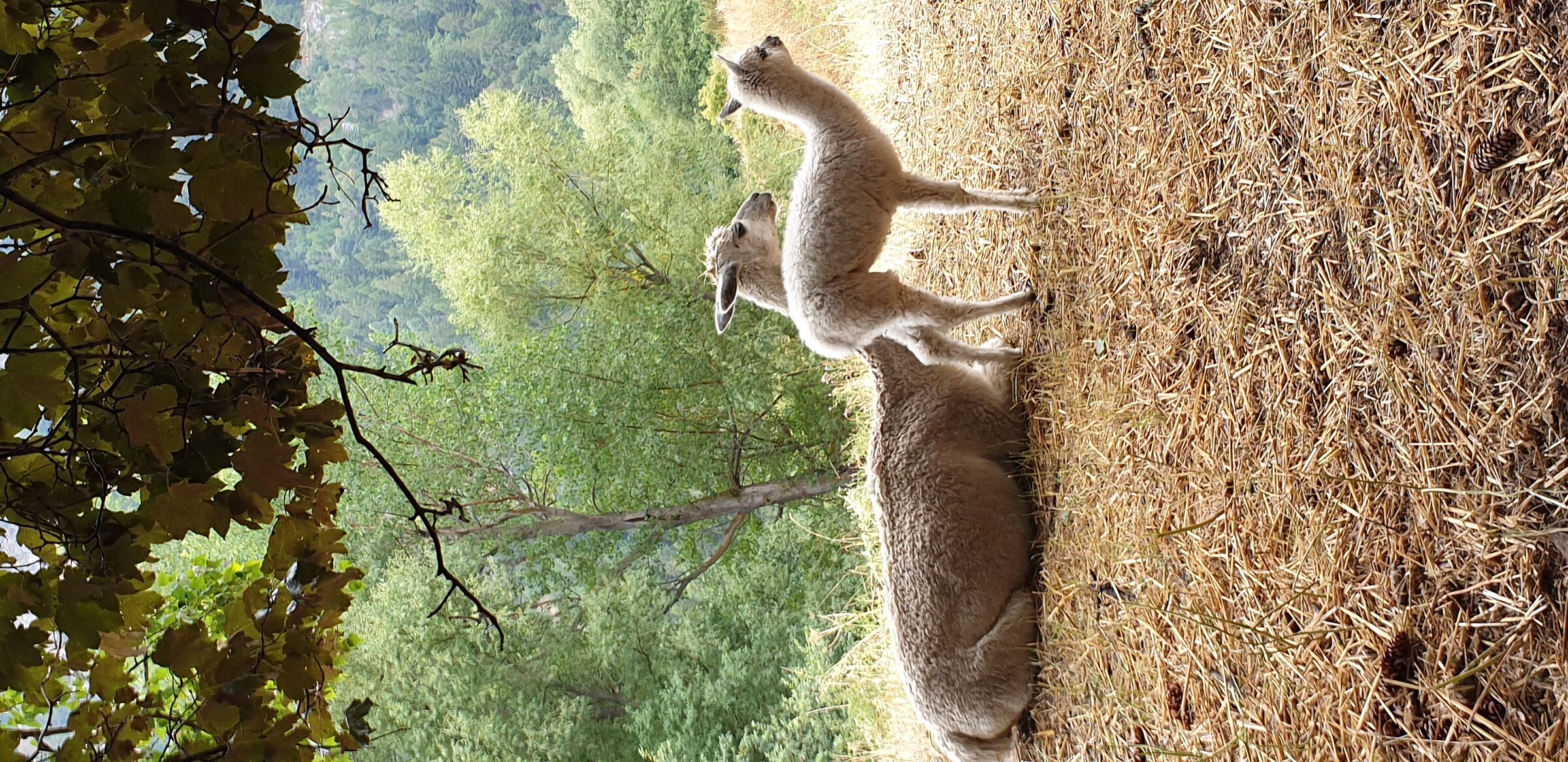 Alpaca