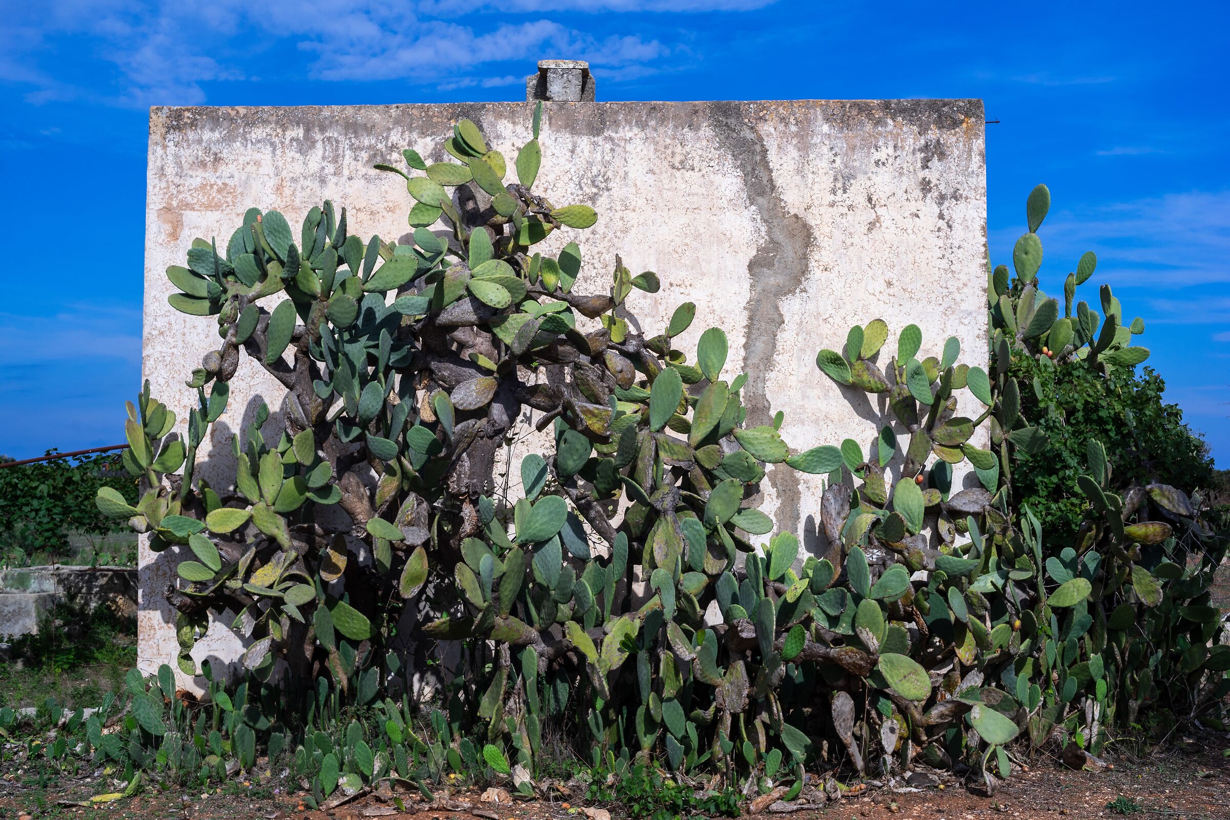 Fichi d' india in cornice. Novaglie- Salento