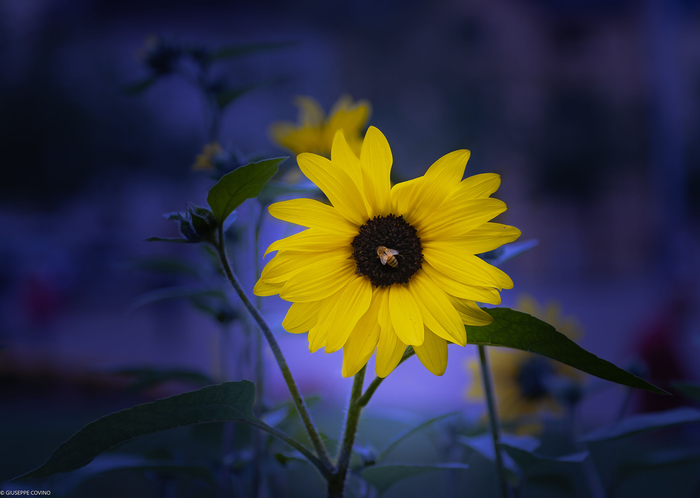 Un accostamento di colori.