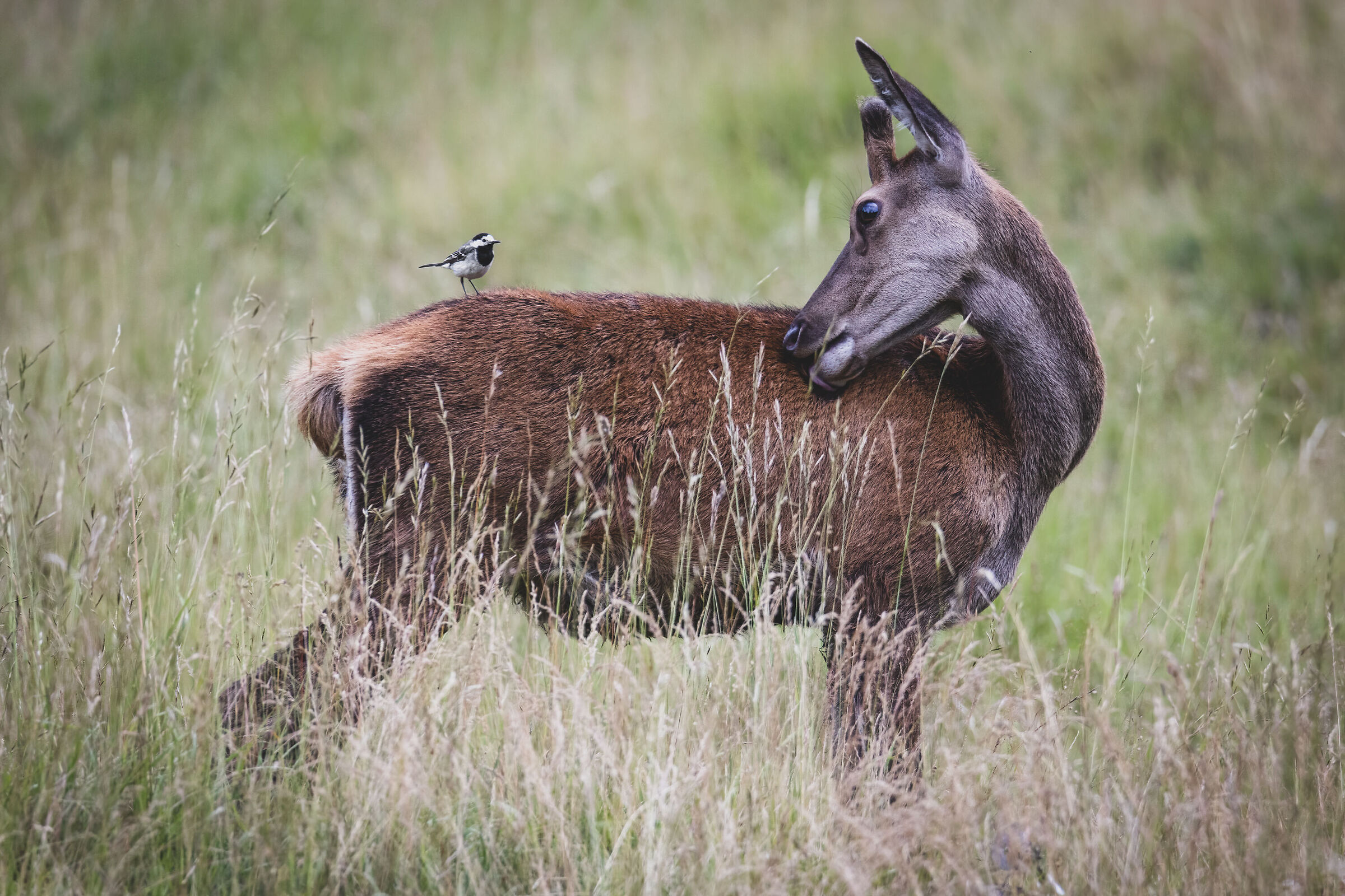Il giovane cervo e il piccolo amico