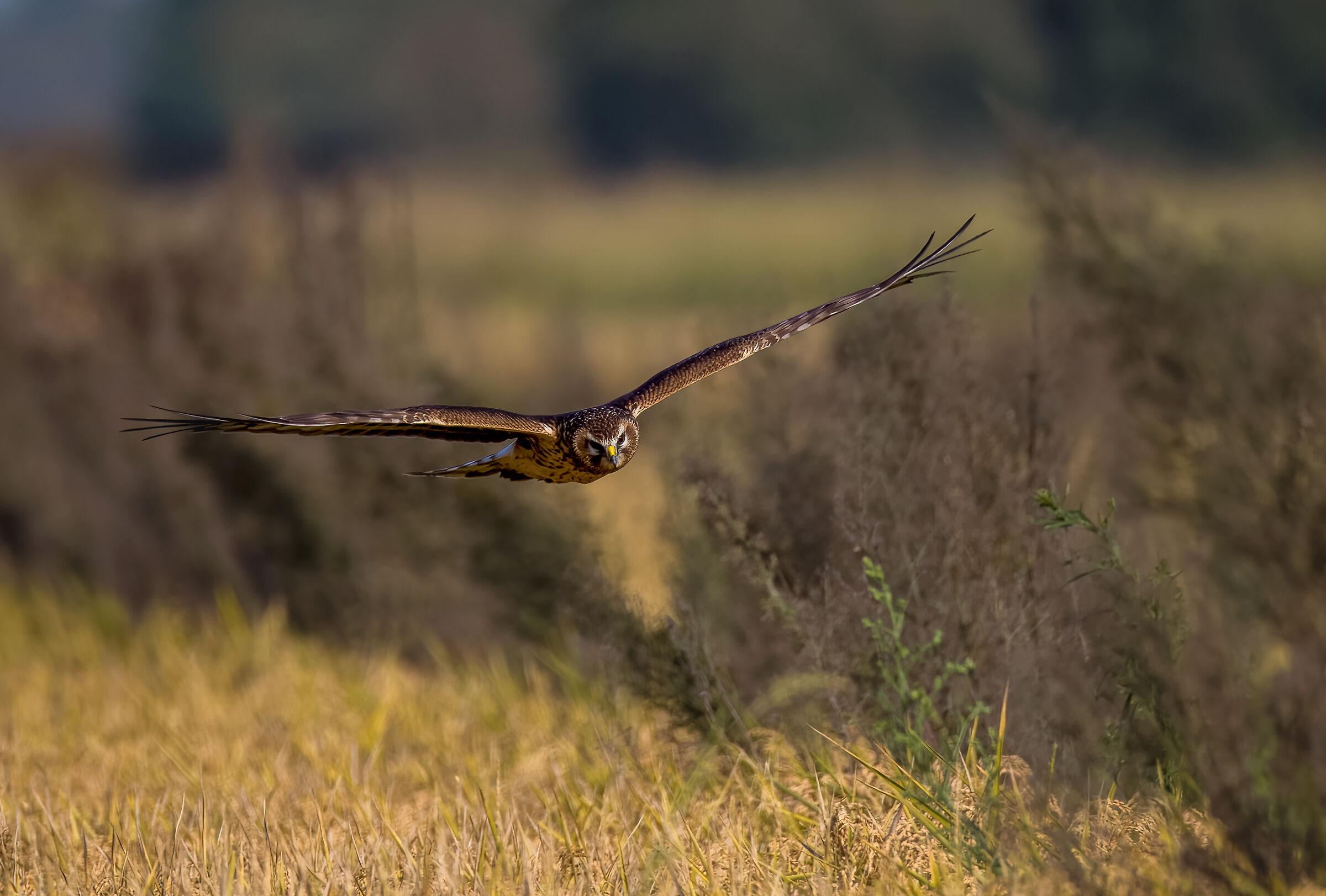 Grazing flight.