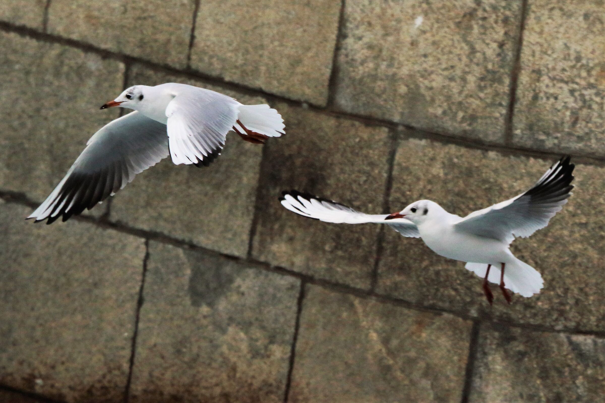terrestrial gulls