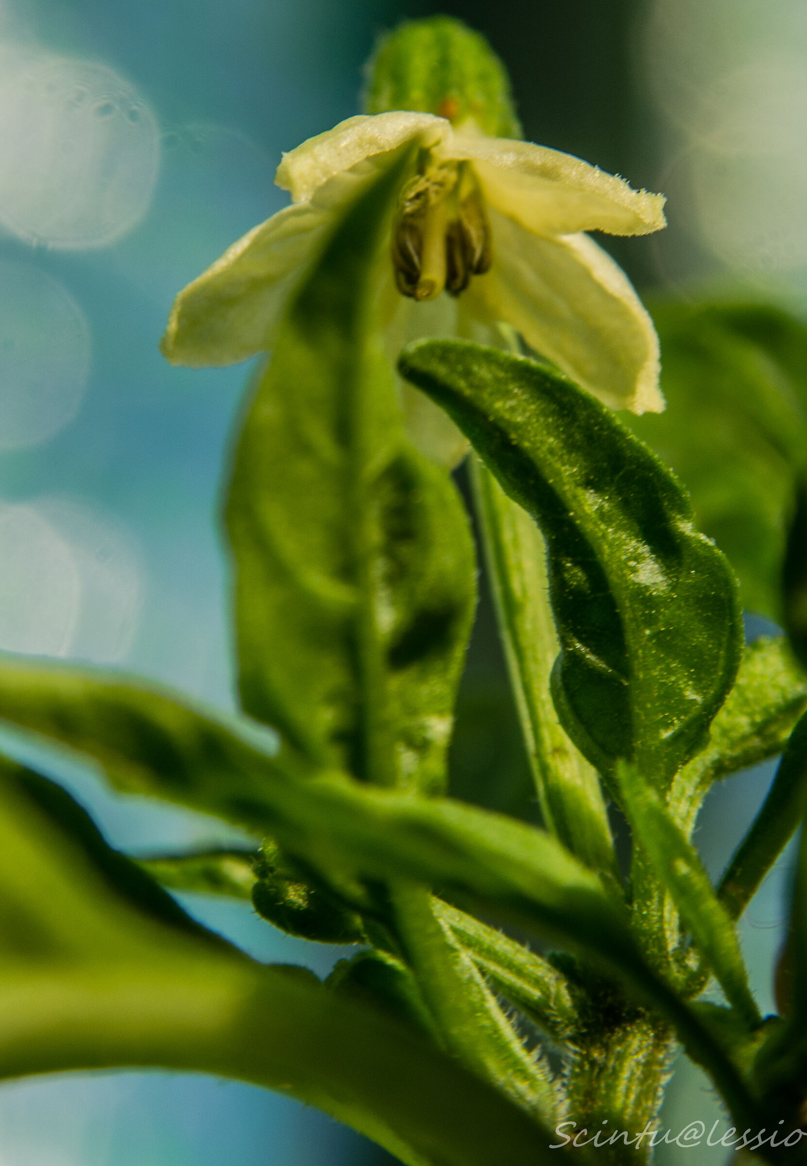 In attesa del frutto..piccante