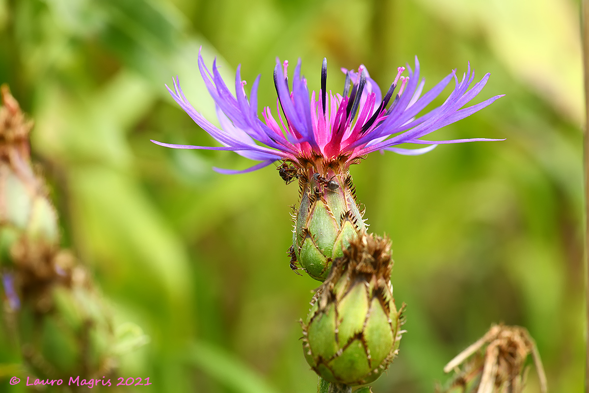 Fiordaliso di Trionfetti