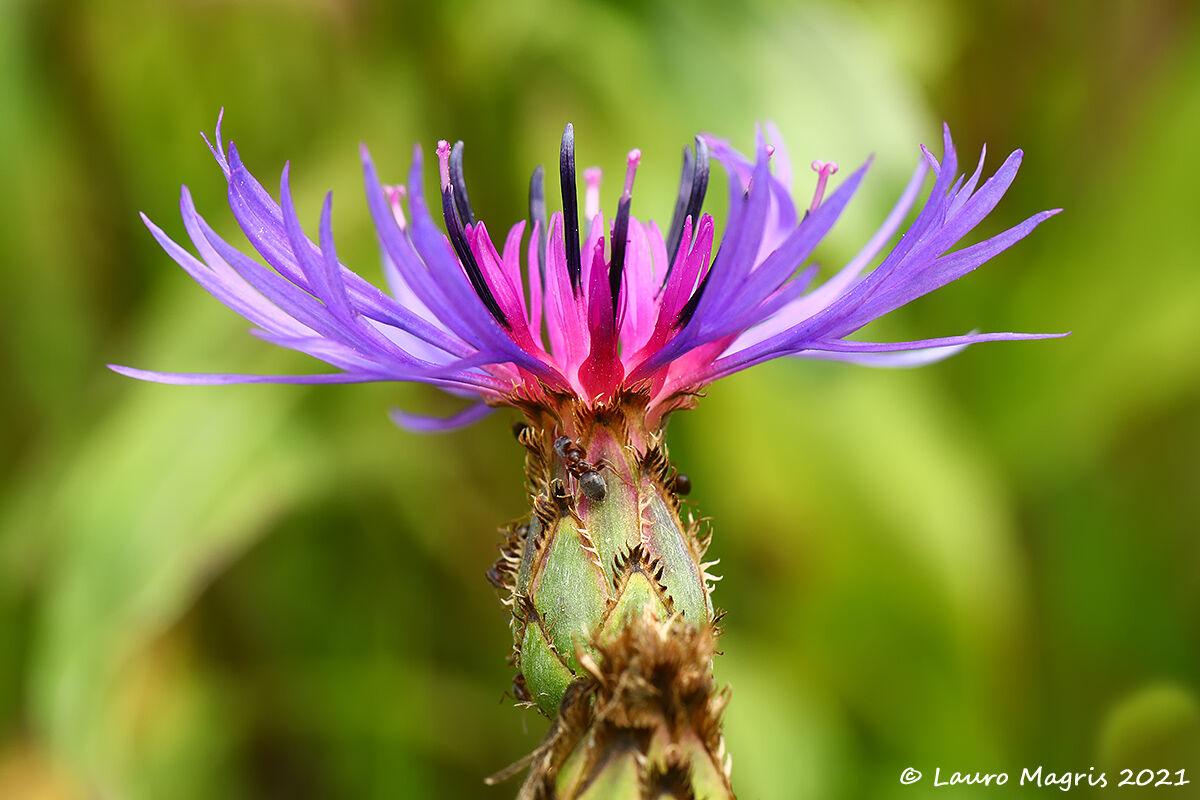 Centaurea triumfetti