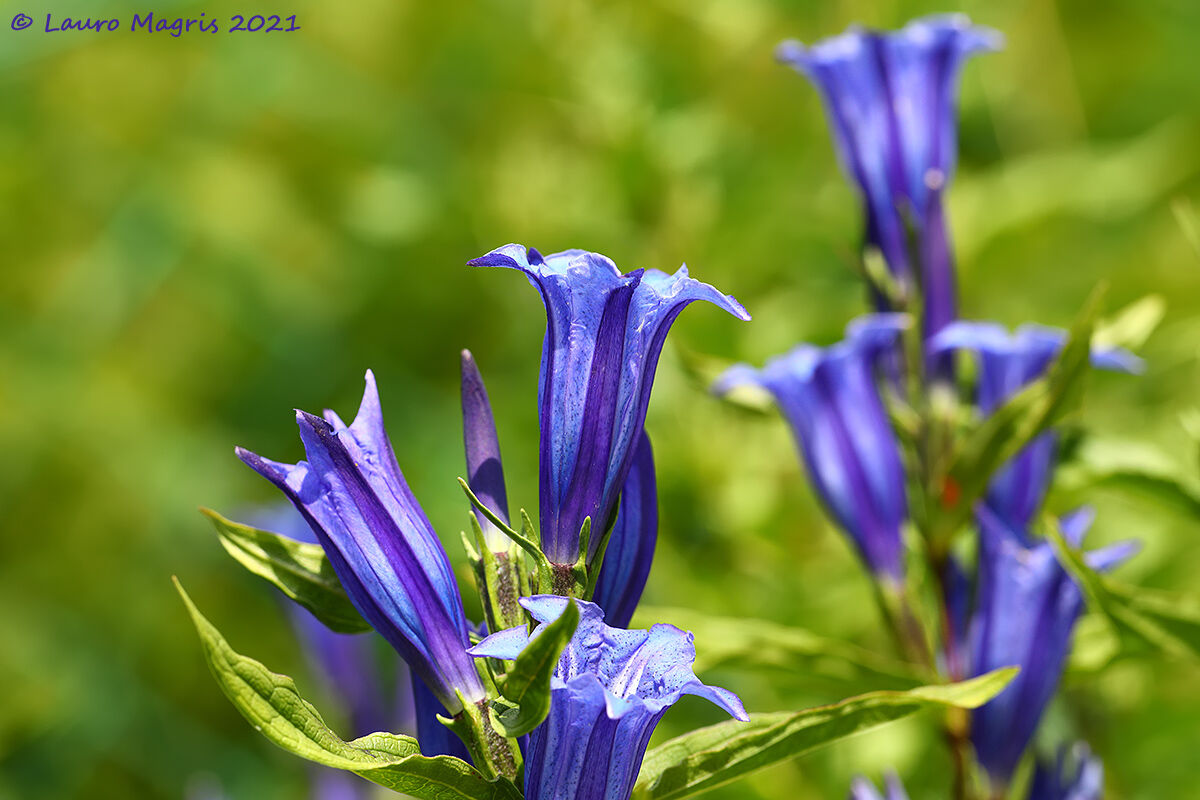 Genziana di esculapio