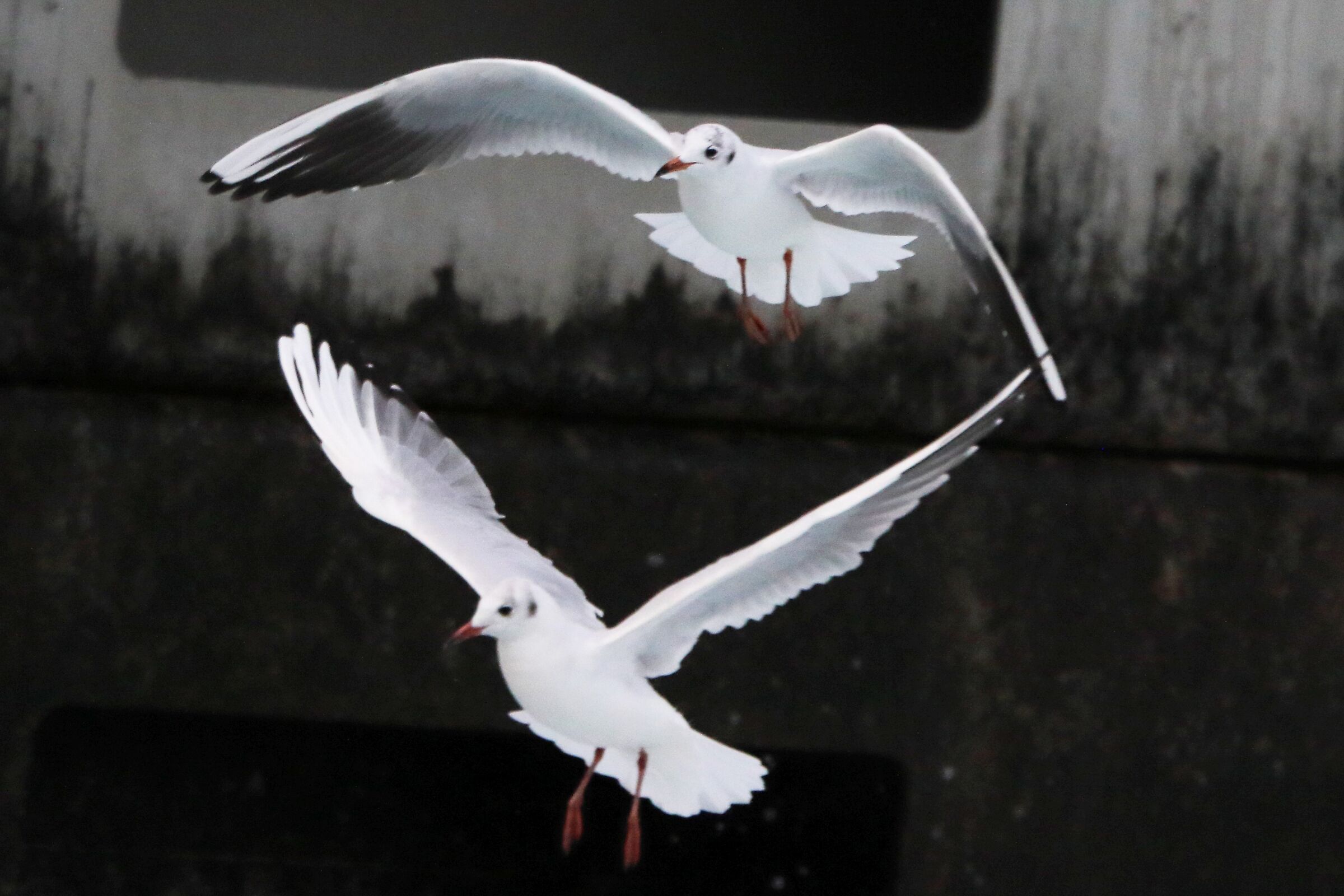land gulls