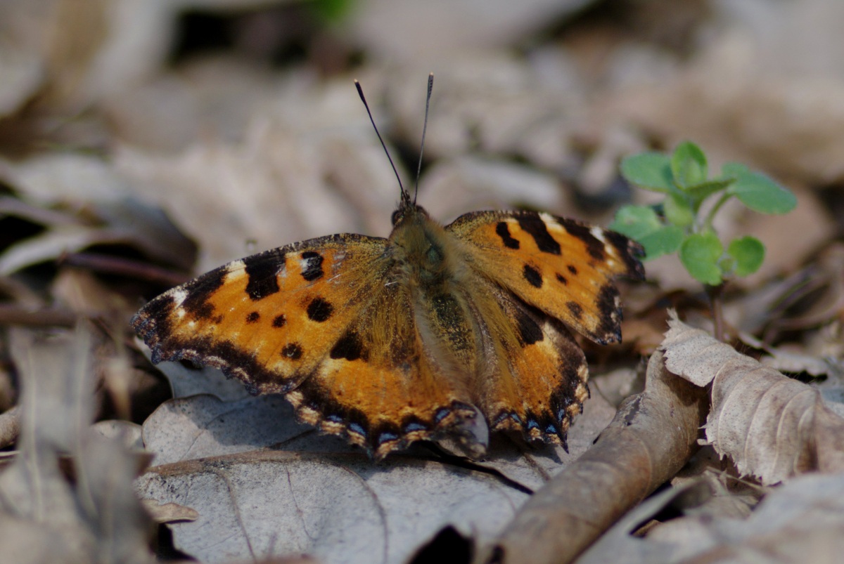 The first Vanessa-2013