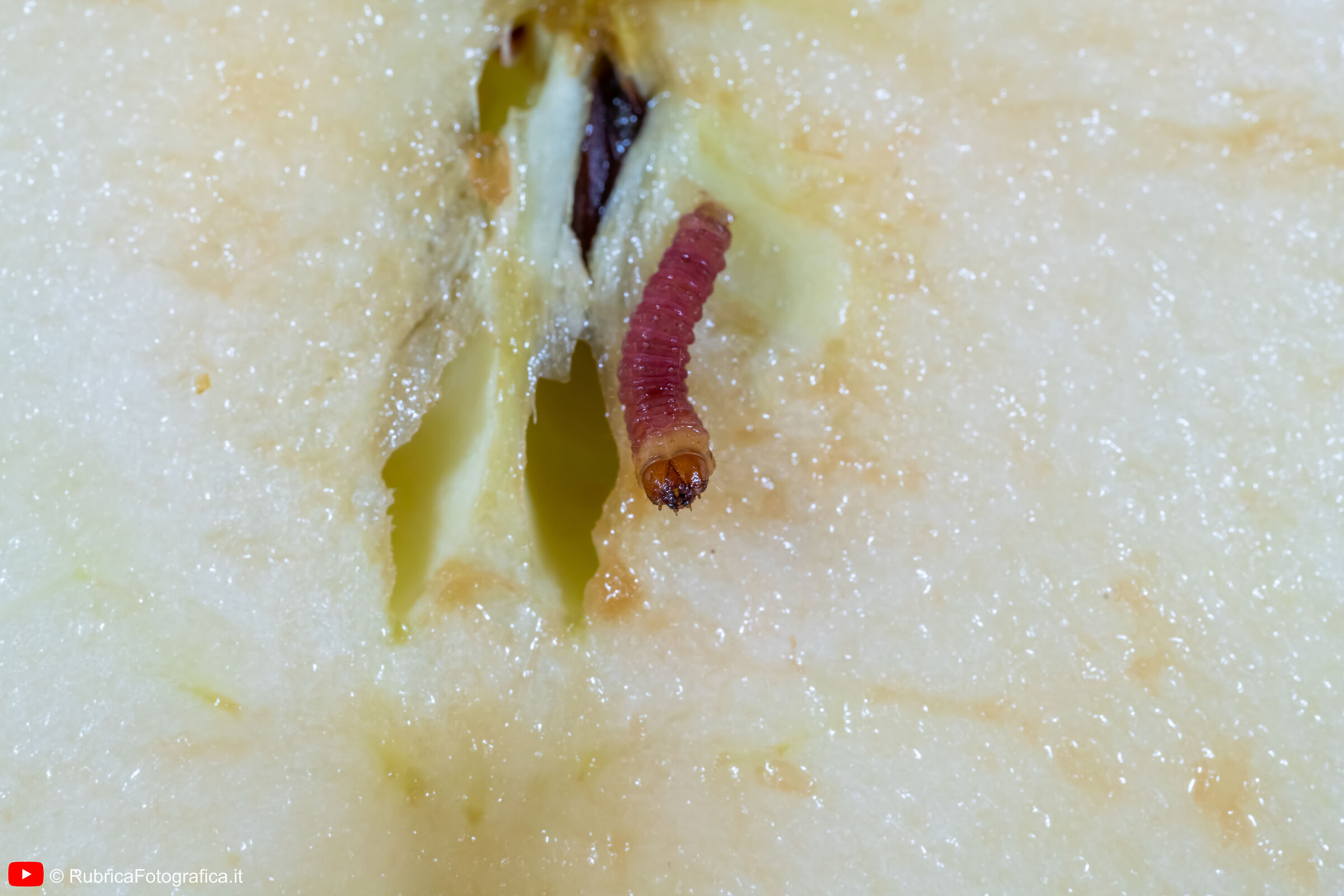 apple "inhabited" 02