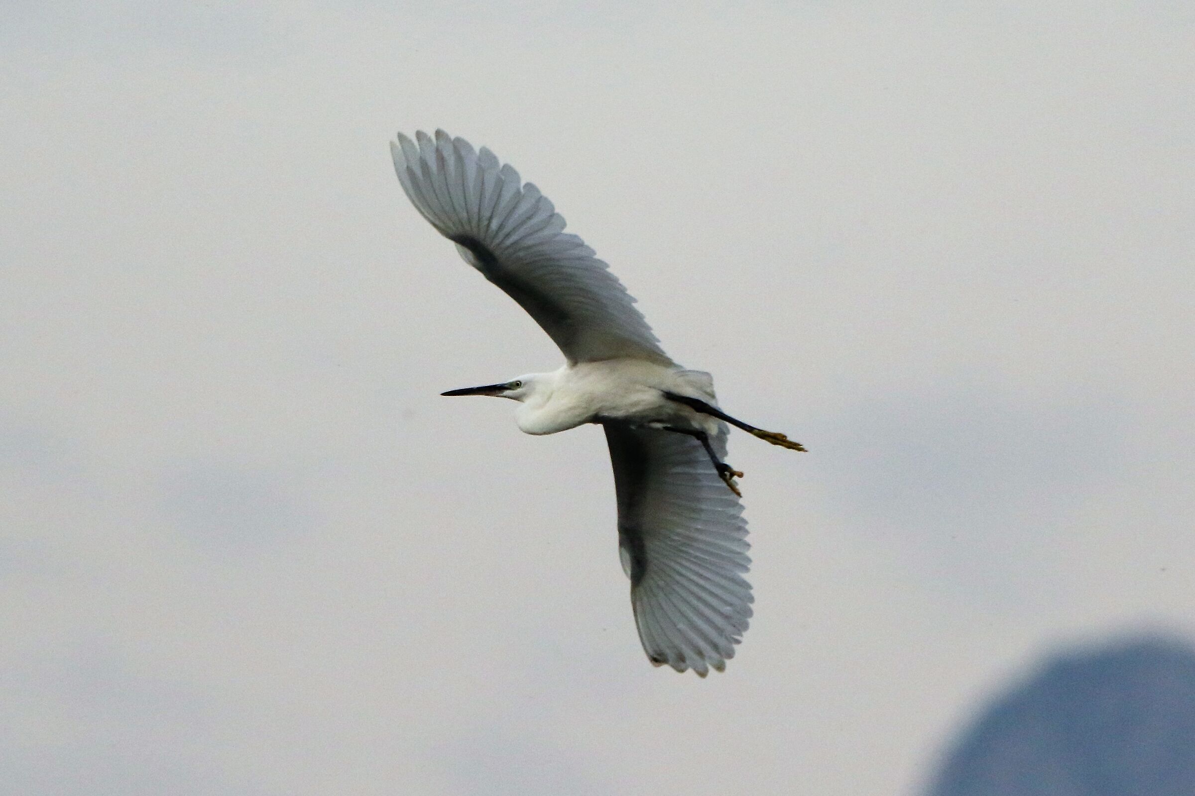 egret