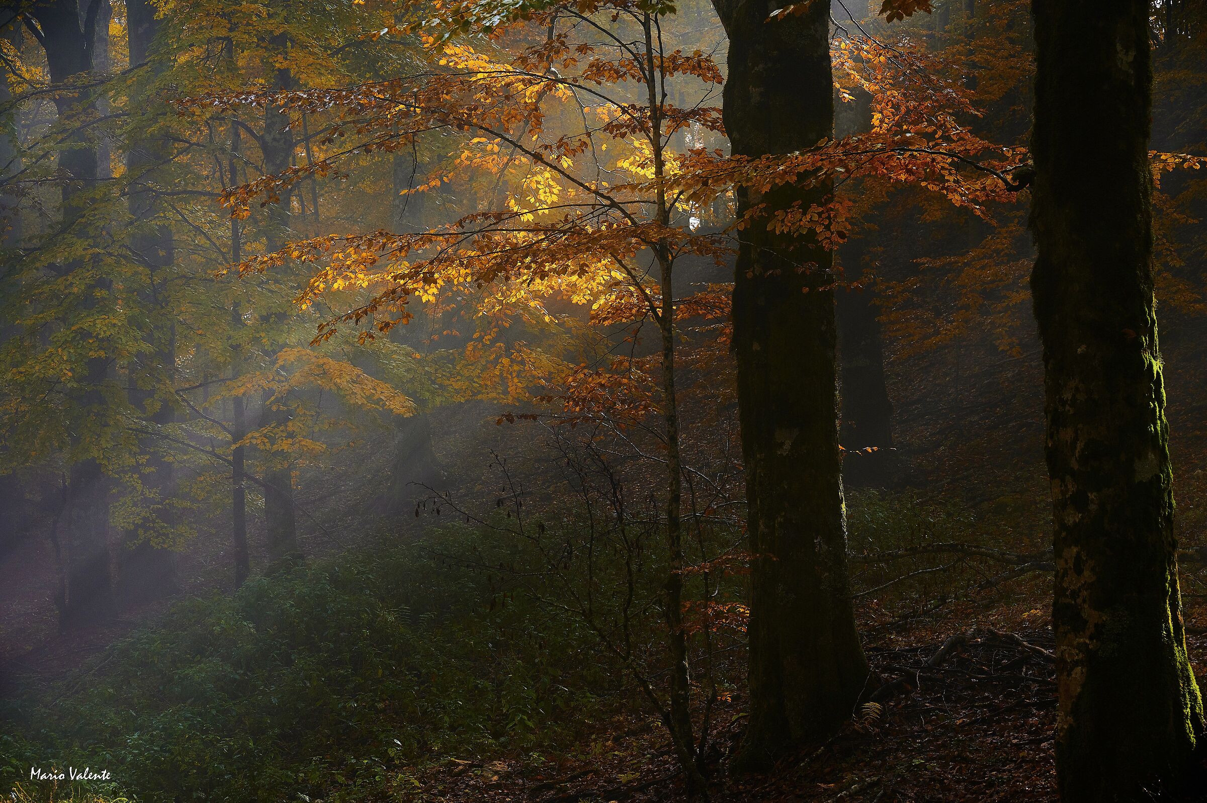 Luci e colori d'autunno
