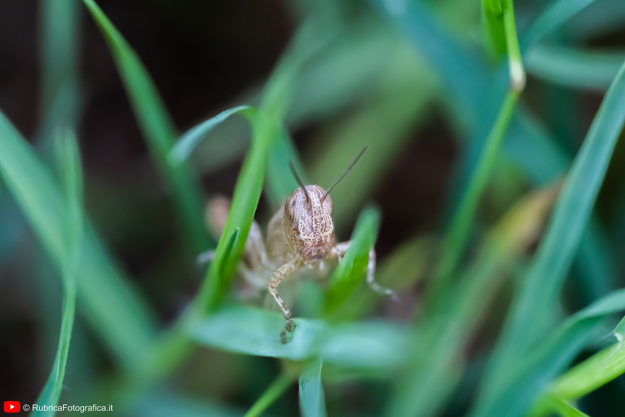 budding! 01