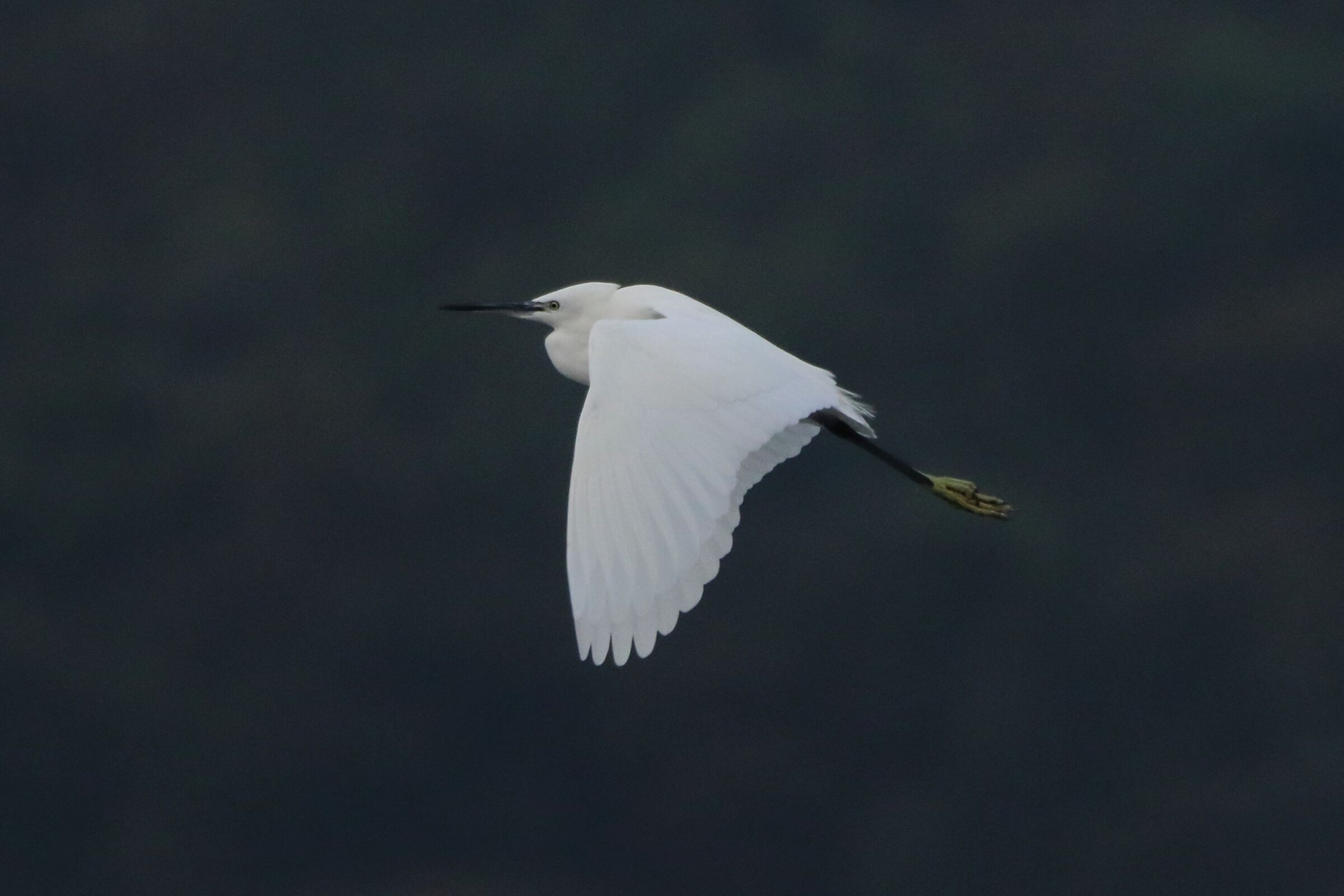 egret