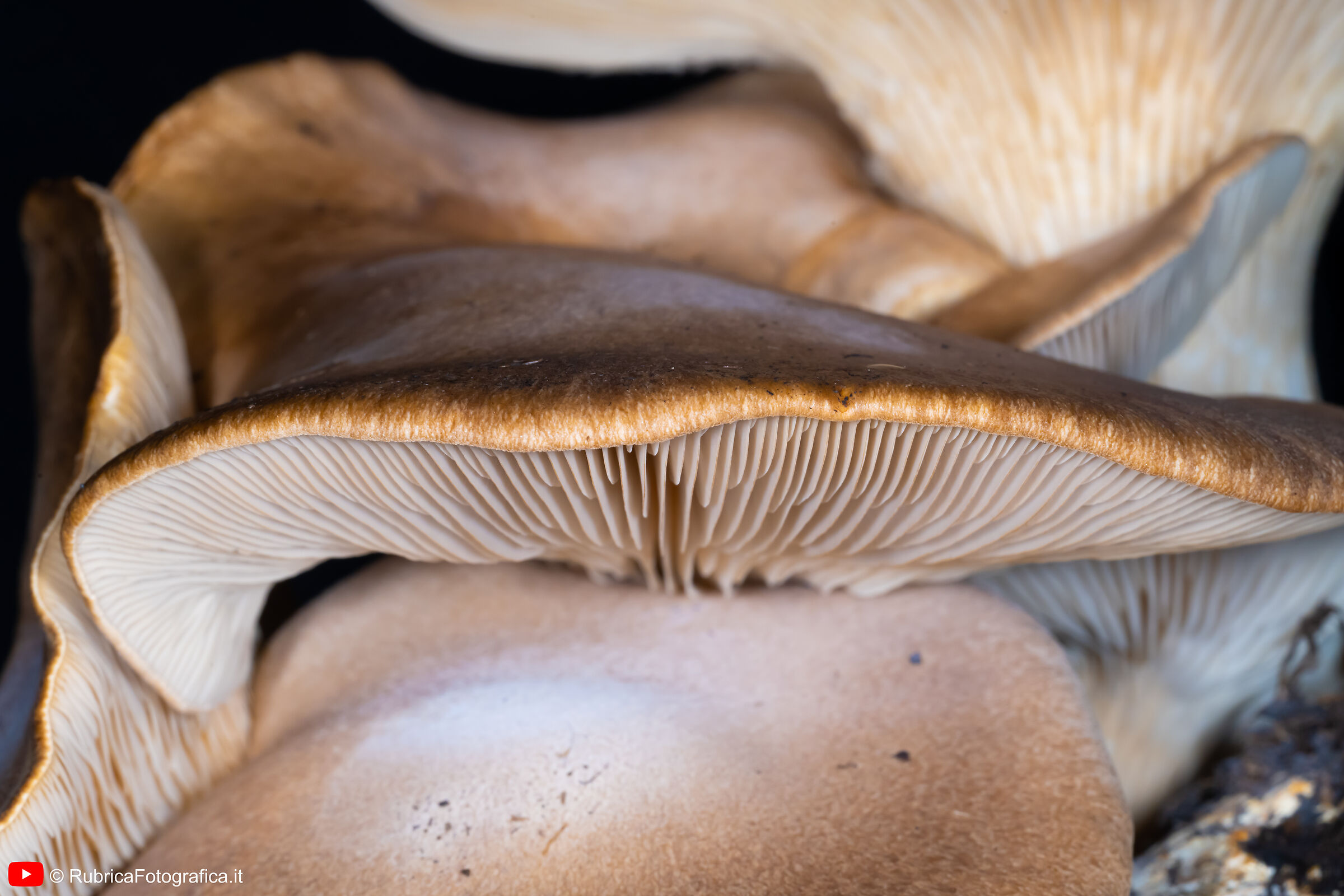 mushrooms 01