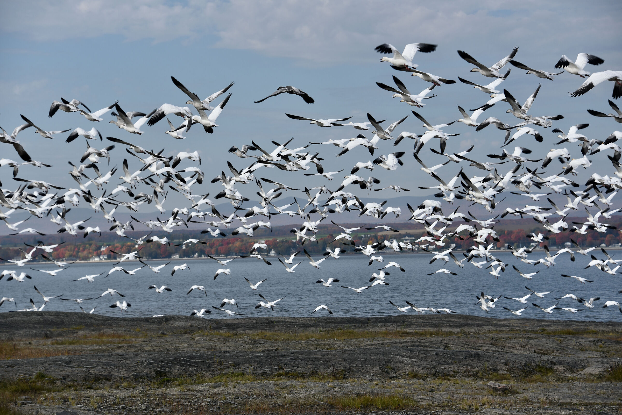 Jean-Paul Riopelle ha fatto la sua popolarità con i d...