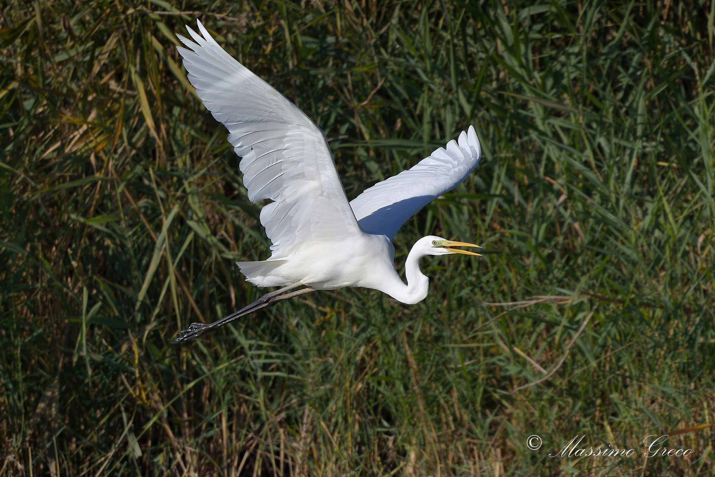 Great White Heron (Casmerodius albus)