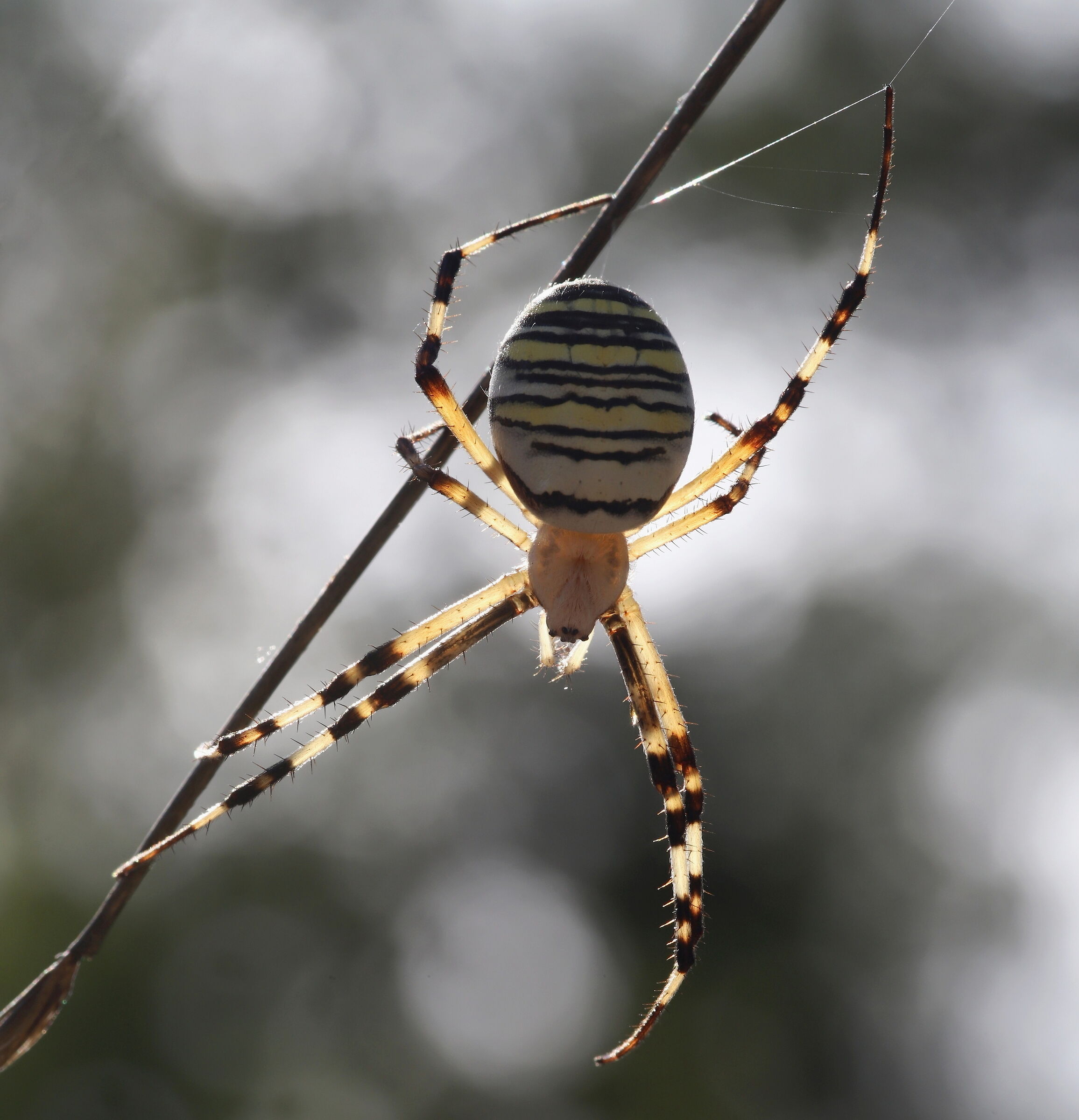 Argiope in backlight