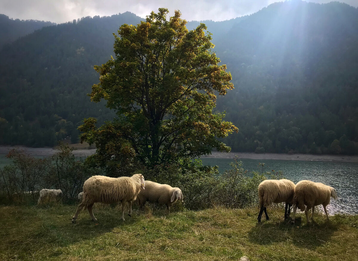 Pastures on the lakefront