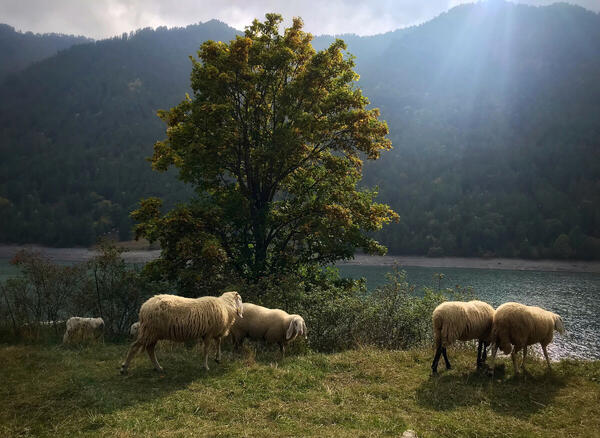 Foto