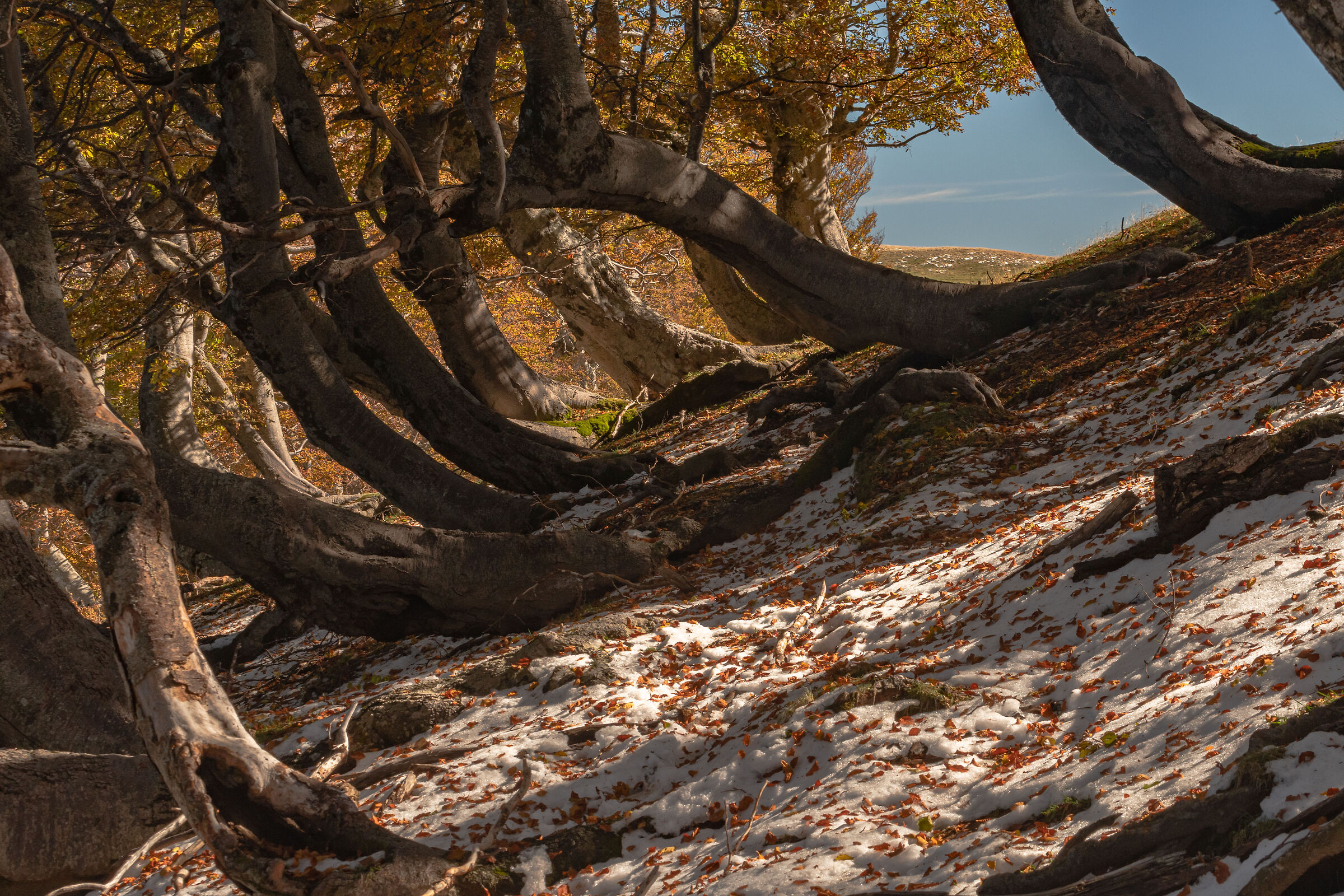 In the heart of autumn