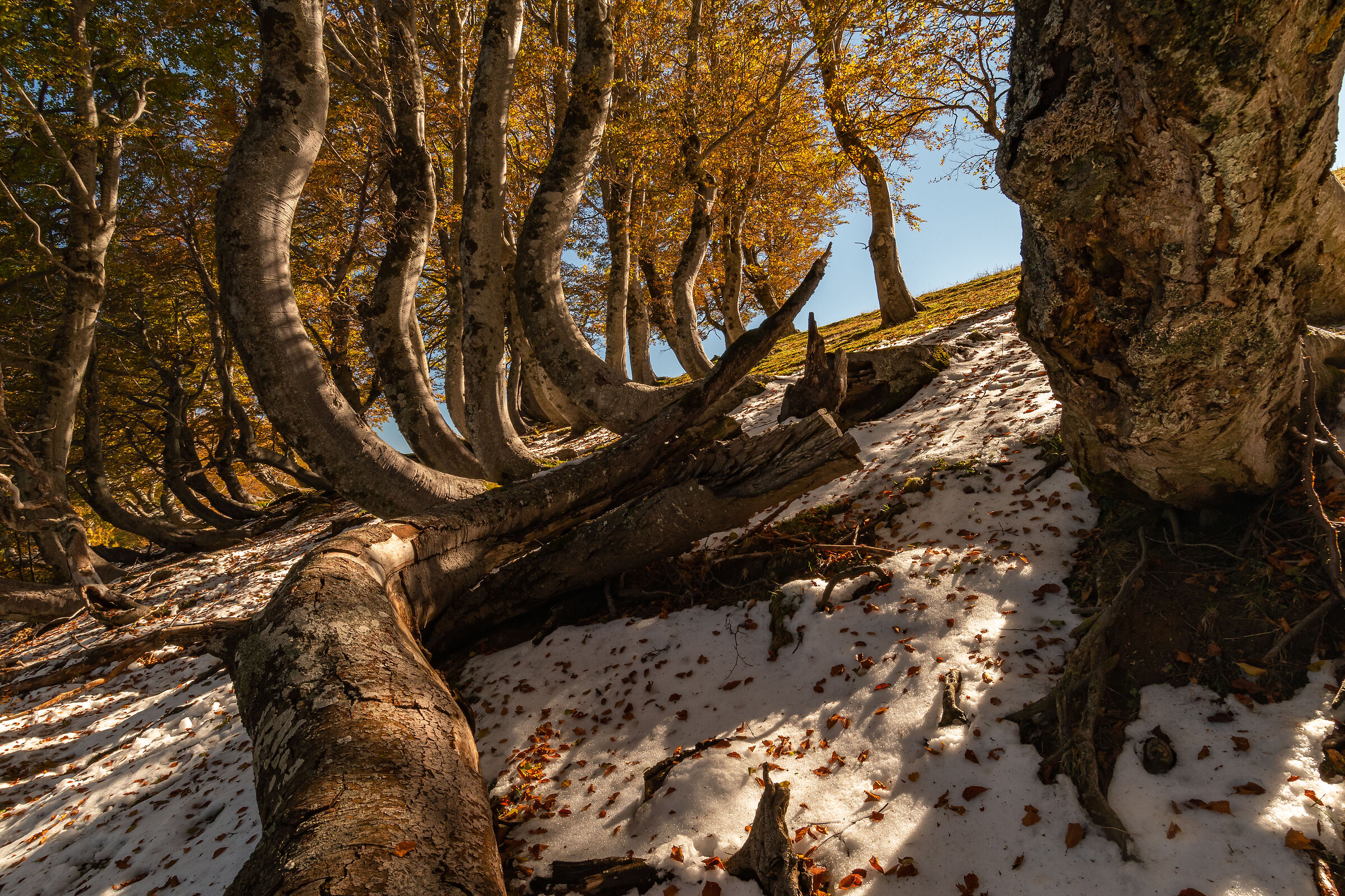Martese Forest