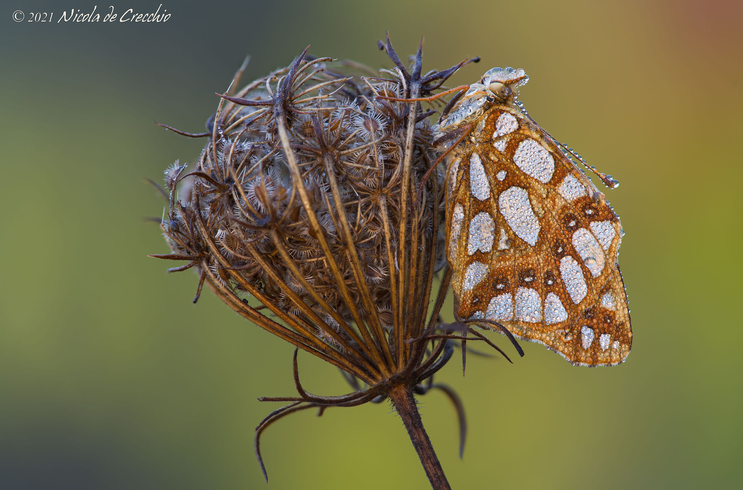Issoria lathonia autumn