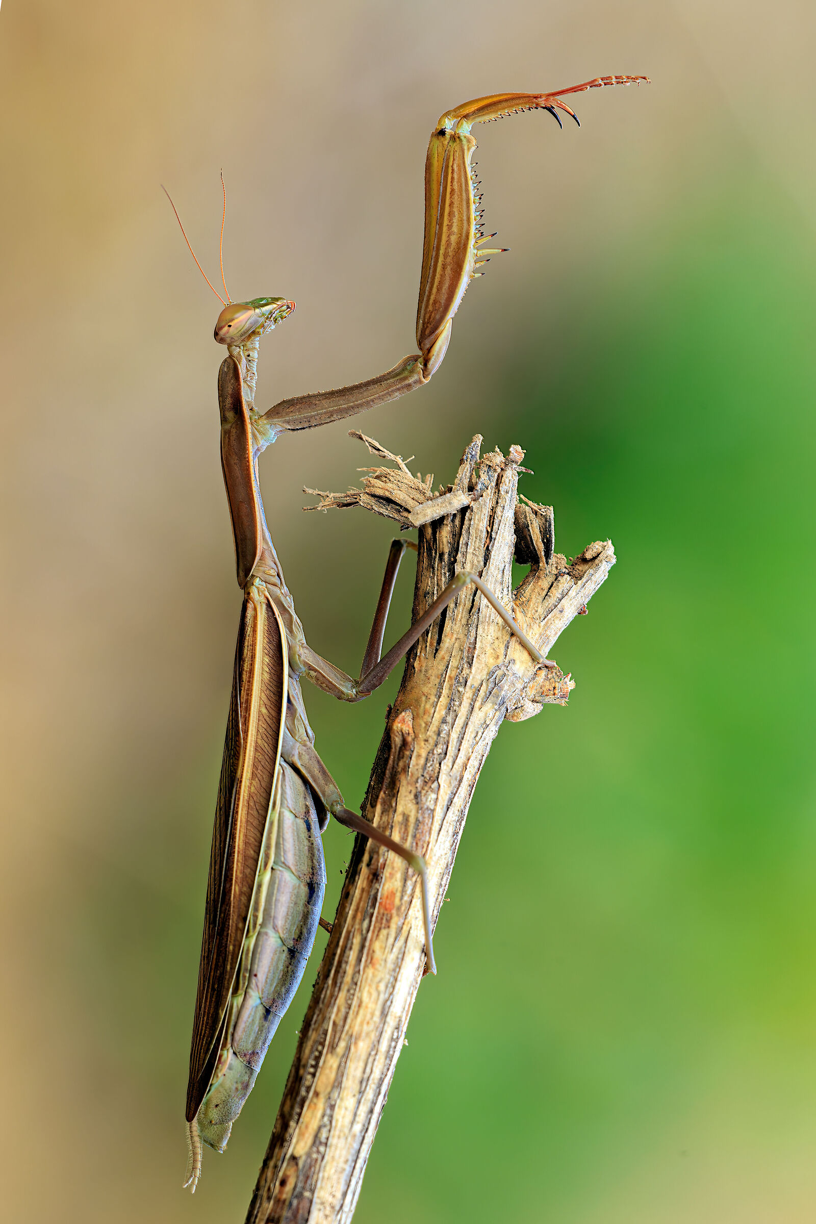Mantis religiosa