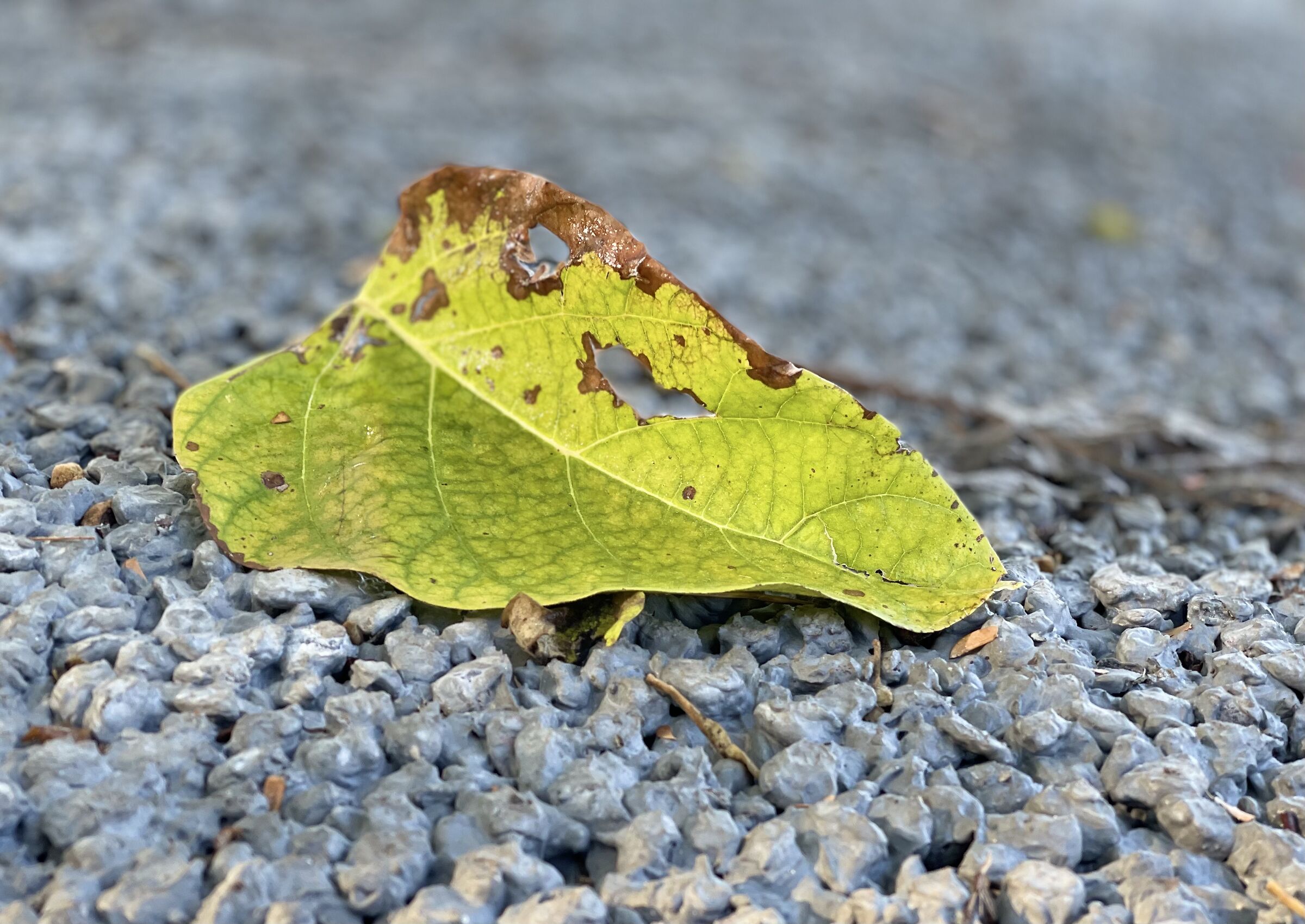 Adagiata, dopo il volo dell'Autunno.